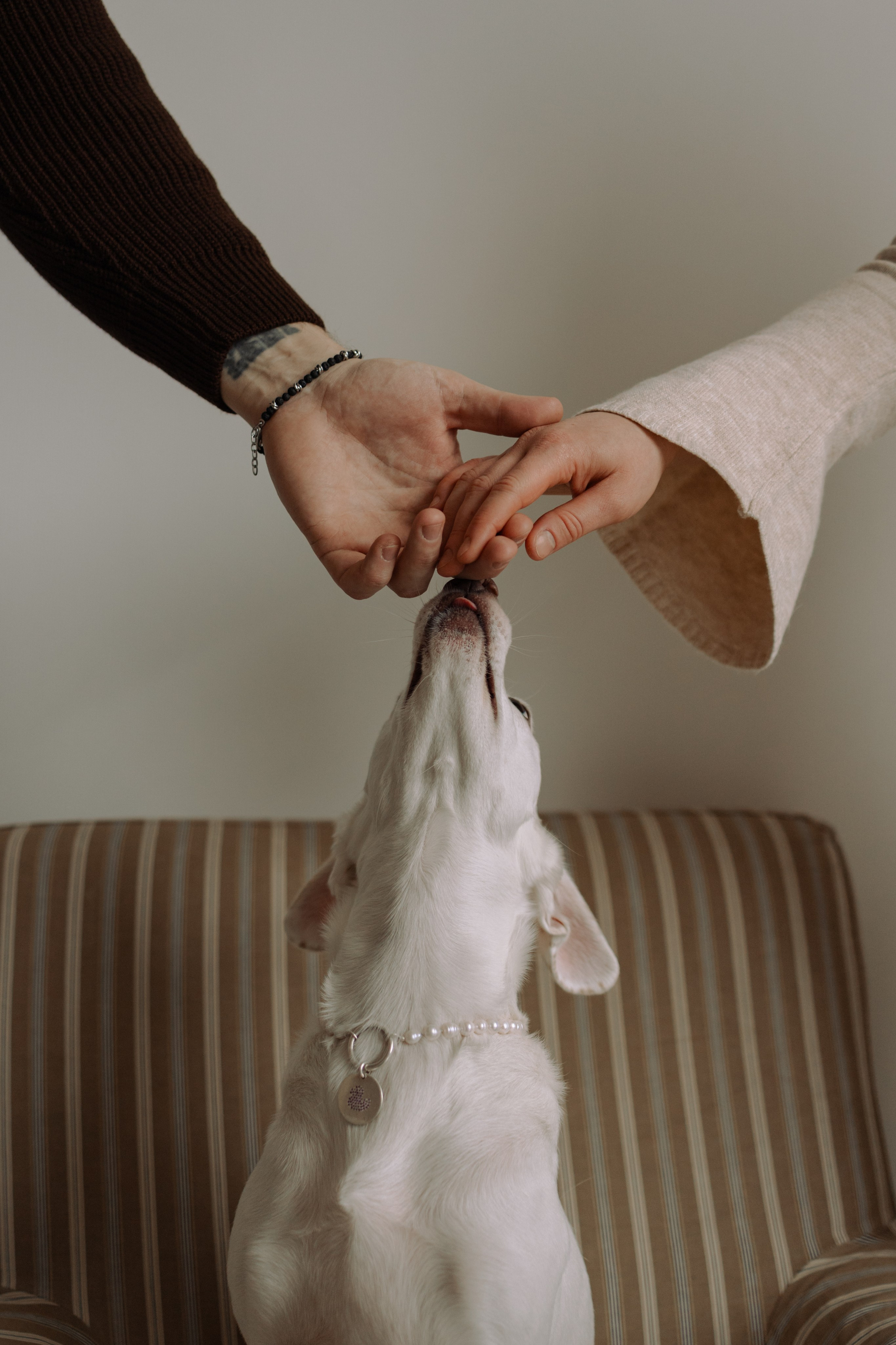Луна и ее семья. Фотограф — Анималист | Санкт-Петербург