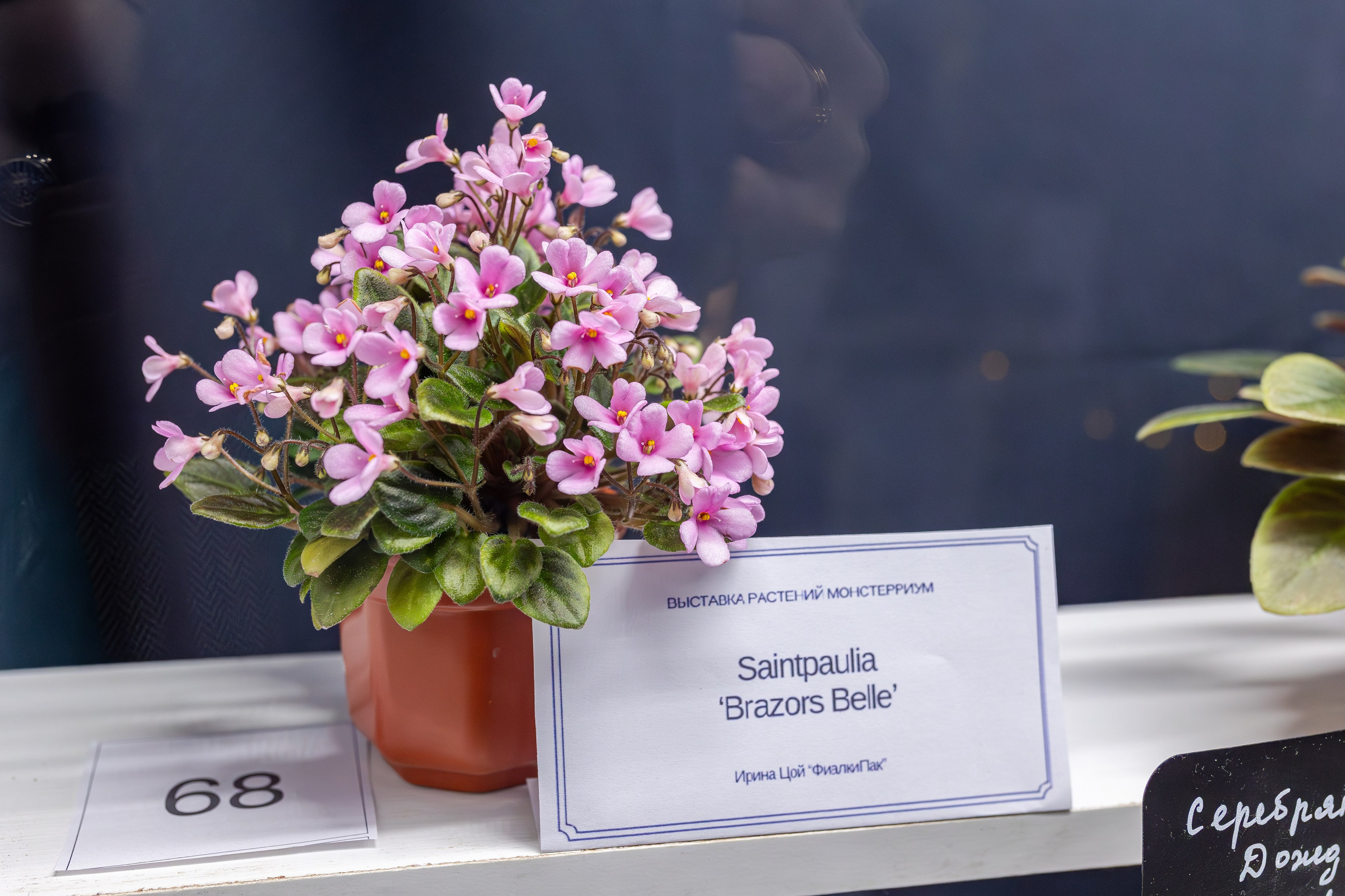 Монстериум апрель 2026. Александра Куликова фотограф, Москва