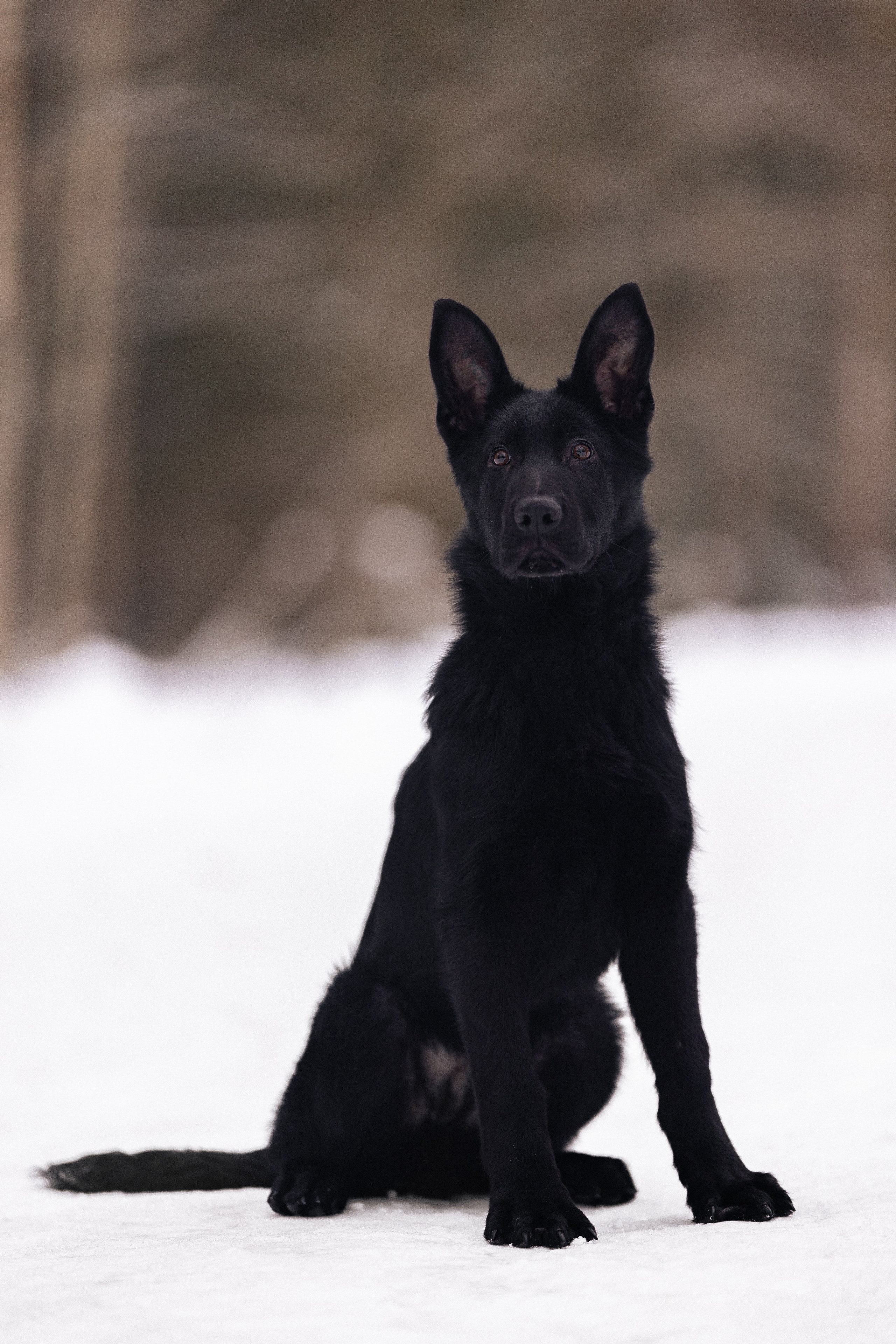 Немецкая овчарка. Фотограф и видеограф анималист Аганина Дарья