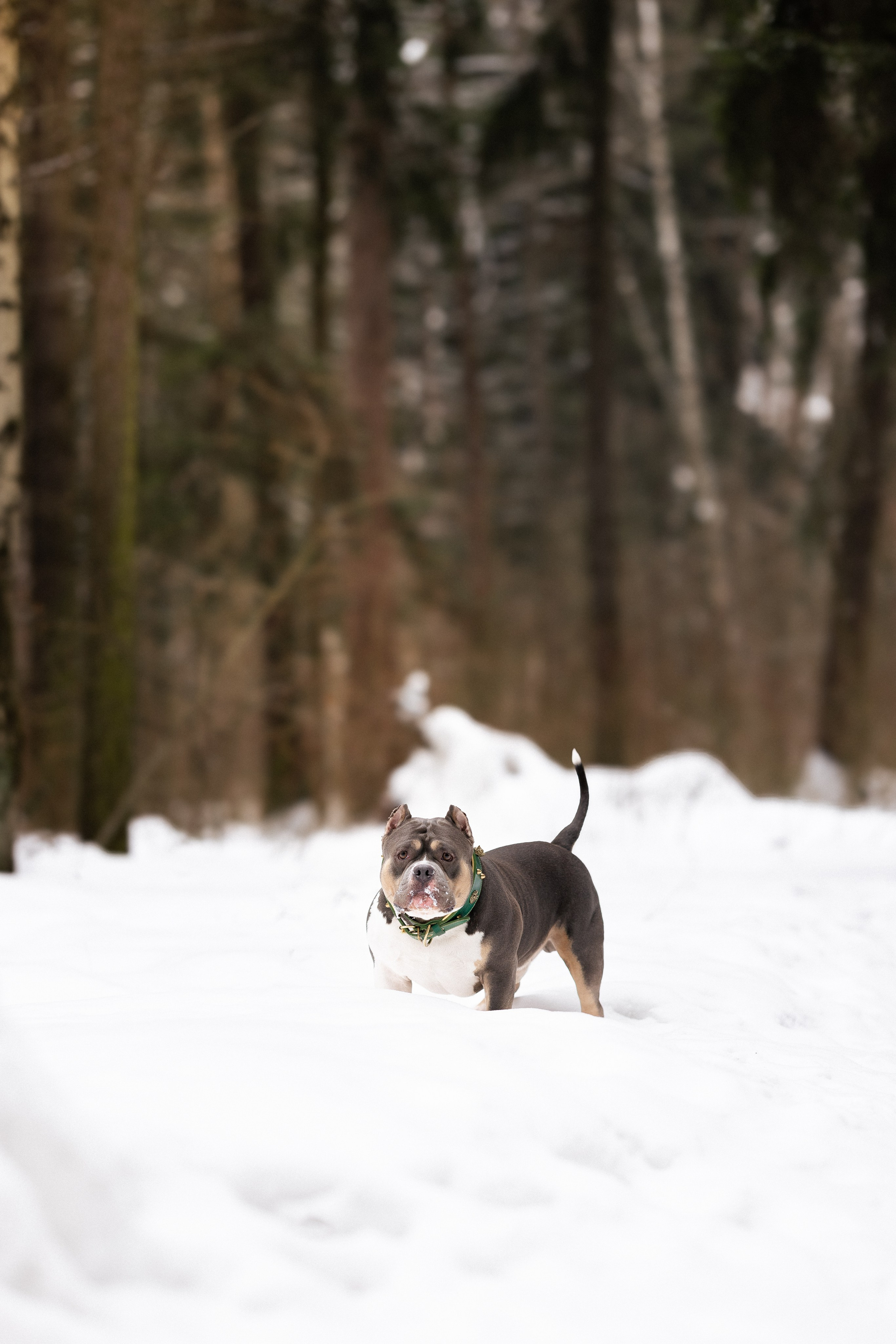 Лера и Наган. Фотограф и видеограф анималист Аганина Дарья