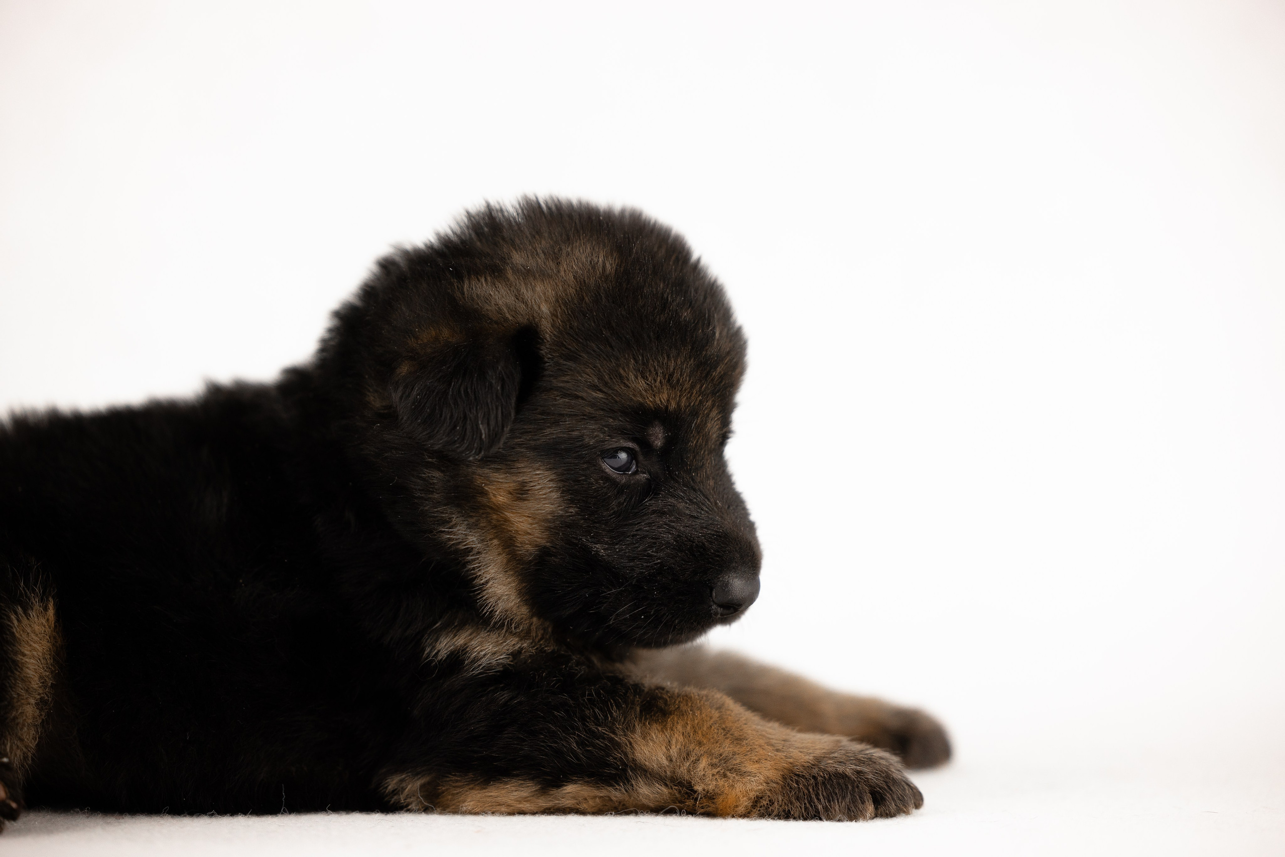 Немецкая овчарка. Фотограф и видеограф анималист Аганина Дарья