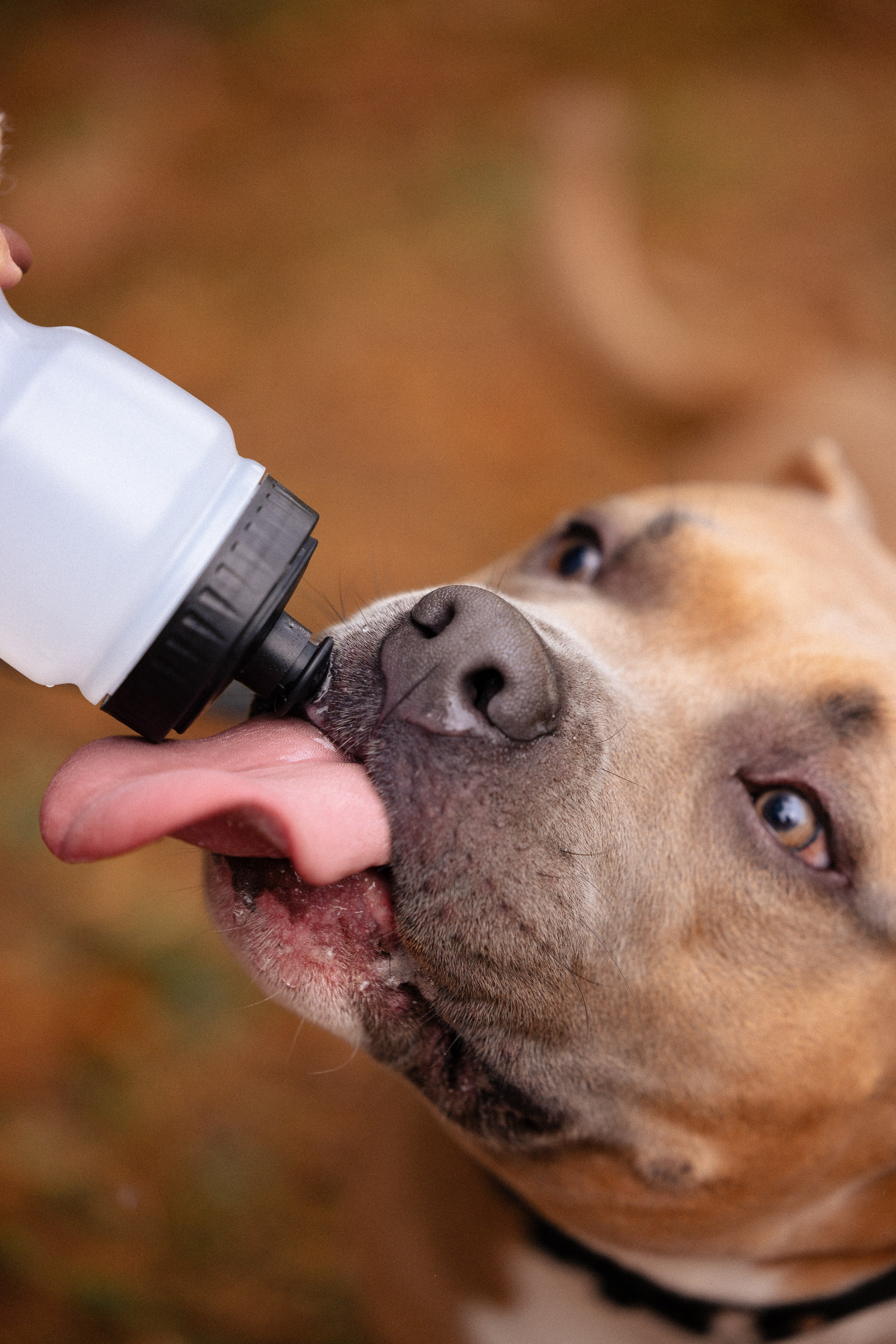 Алена и Тор. Фотограф и видеограф анималист Аганина Дарья