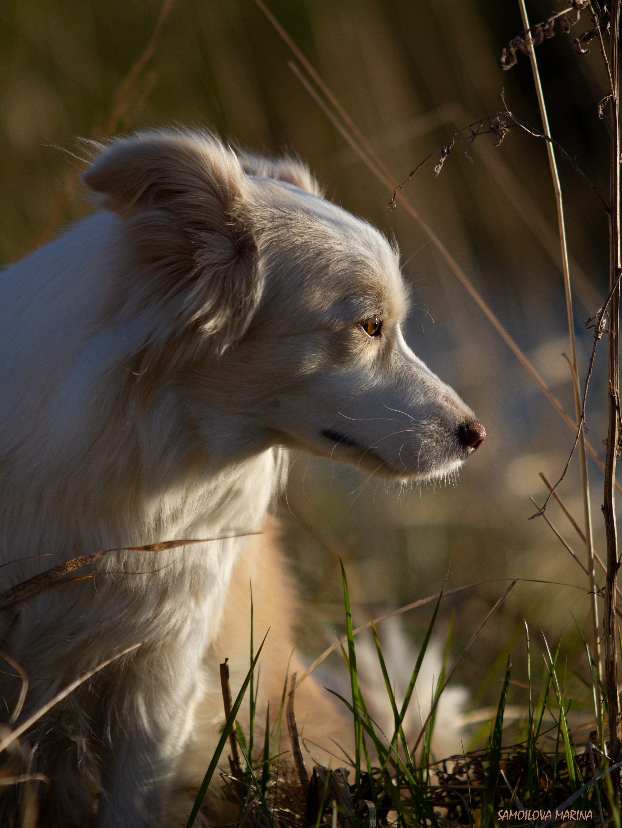 Собаки. Фотограф-анималист в Москве и МО Самойлова Марина