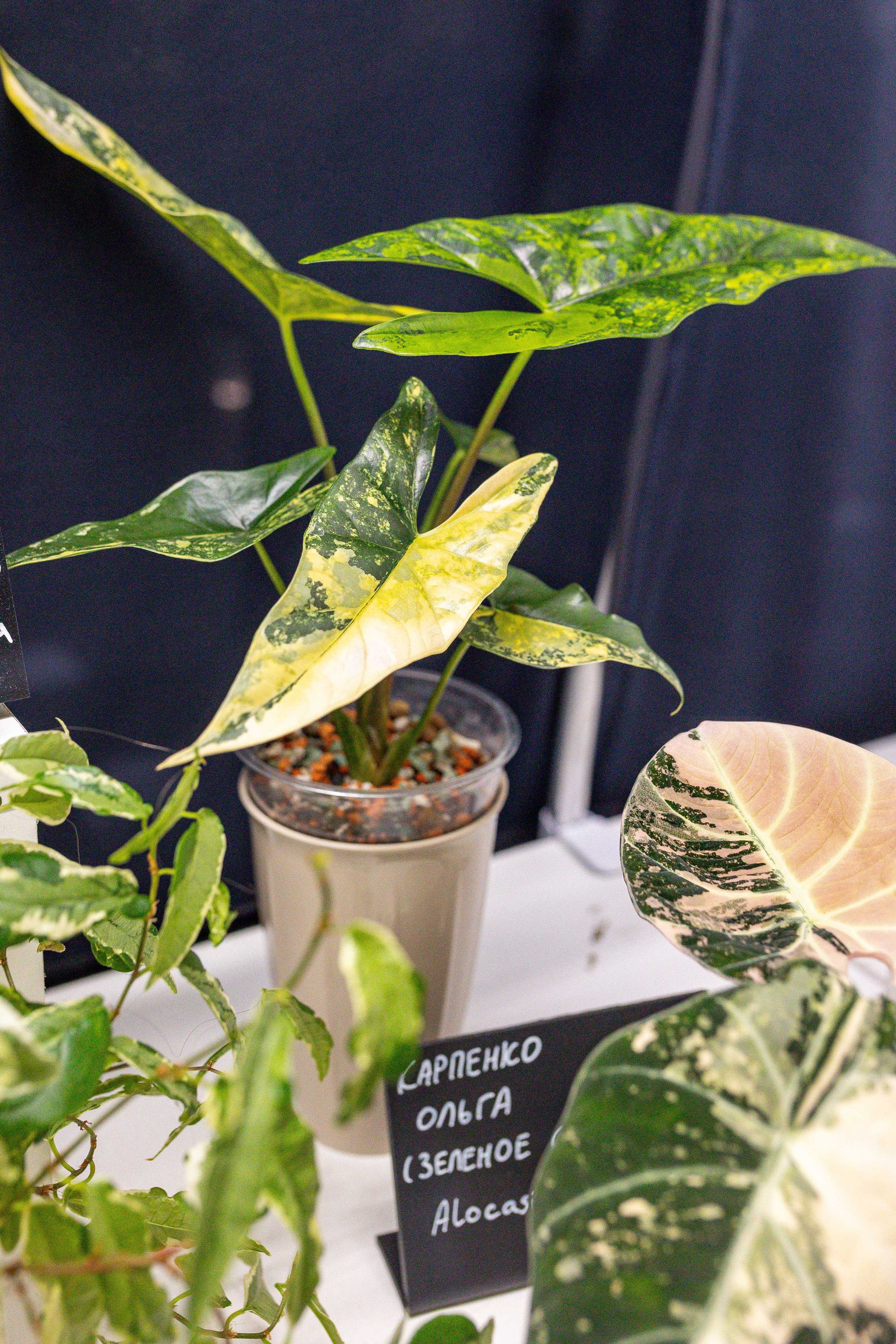 Монстериум 11–12 октября. Александра Куликова фотограф, Москва