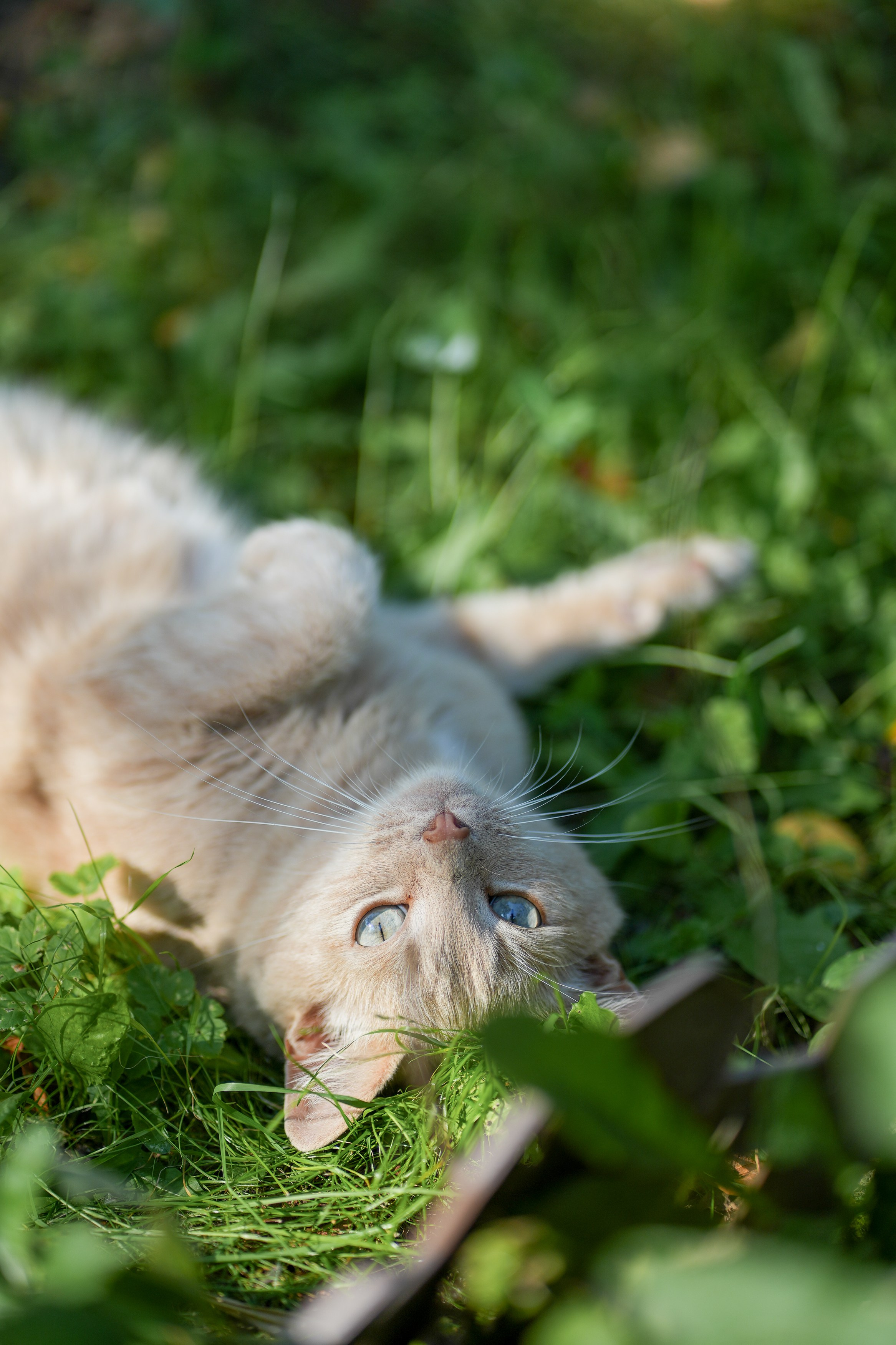 Анимализм. Портретный фотограф Олеся Владимирова в Москве
