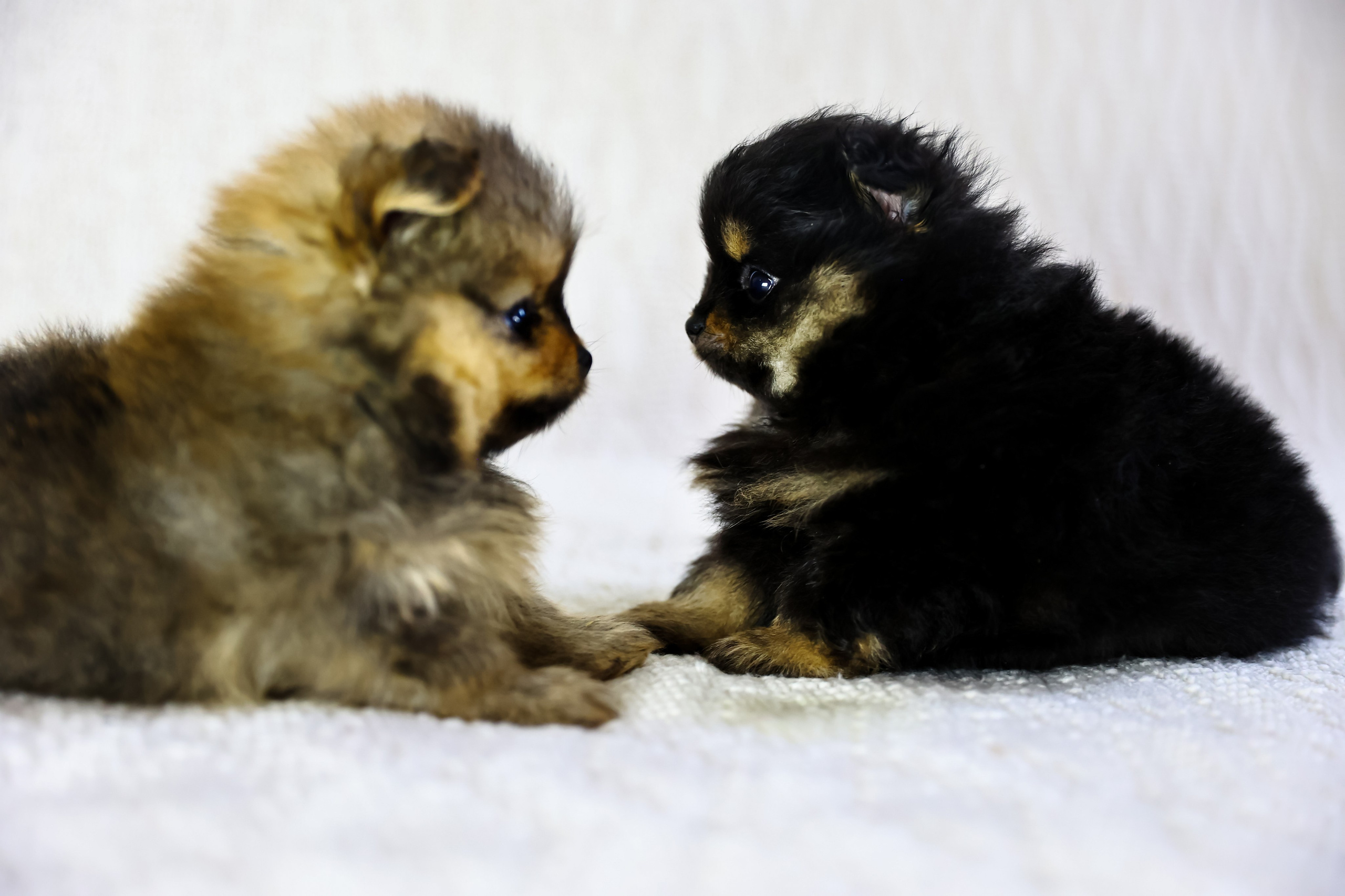 Фотосессия щенков шпицев. Фотограф — Татьяна Кириллова, г. Санкт-Петербург