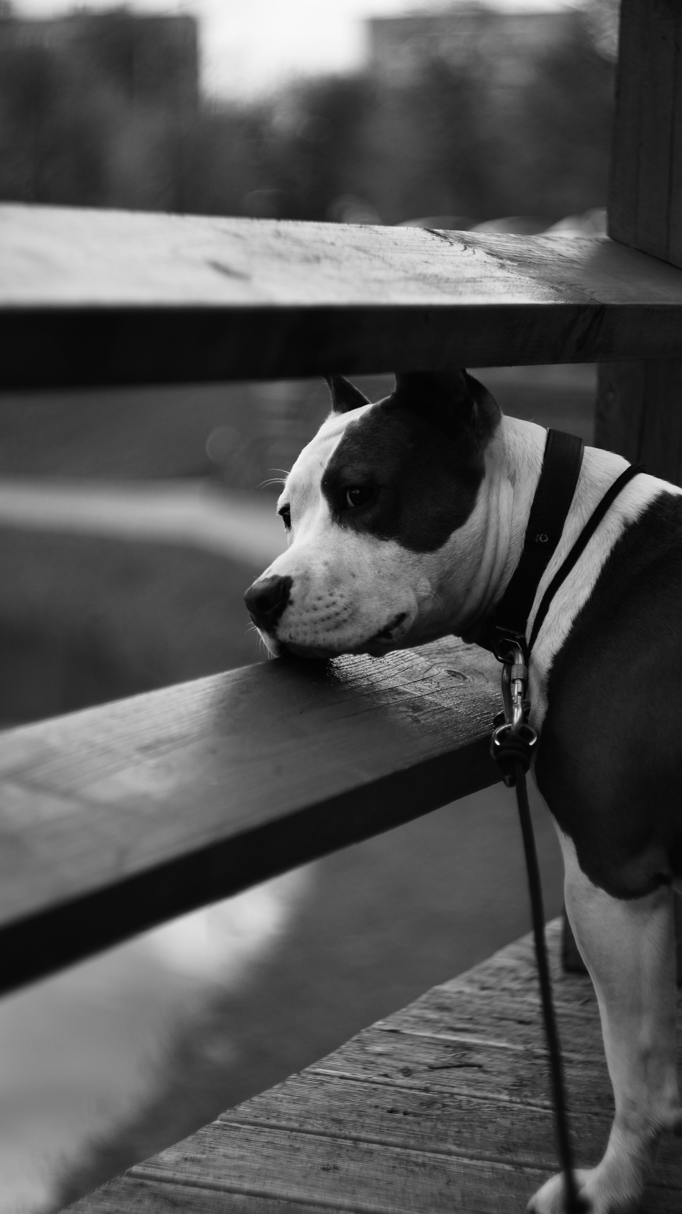 Луна. Профессиональный фотограф