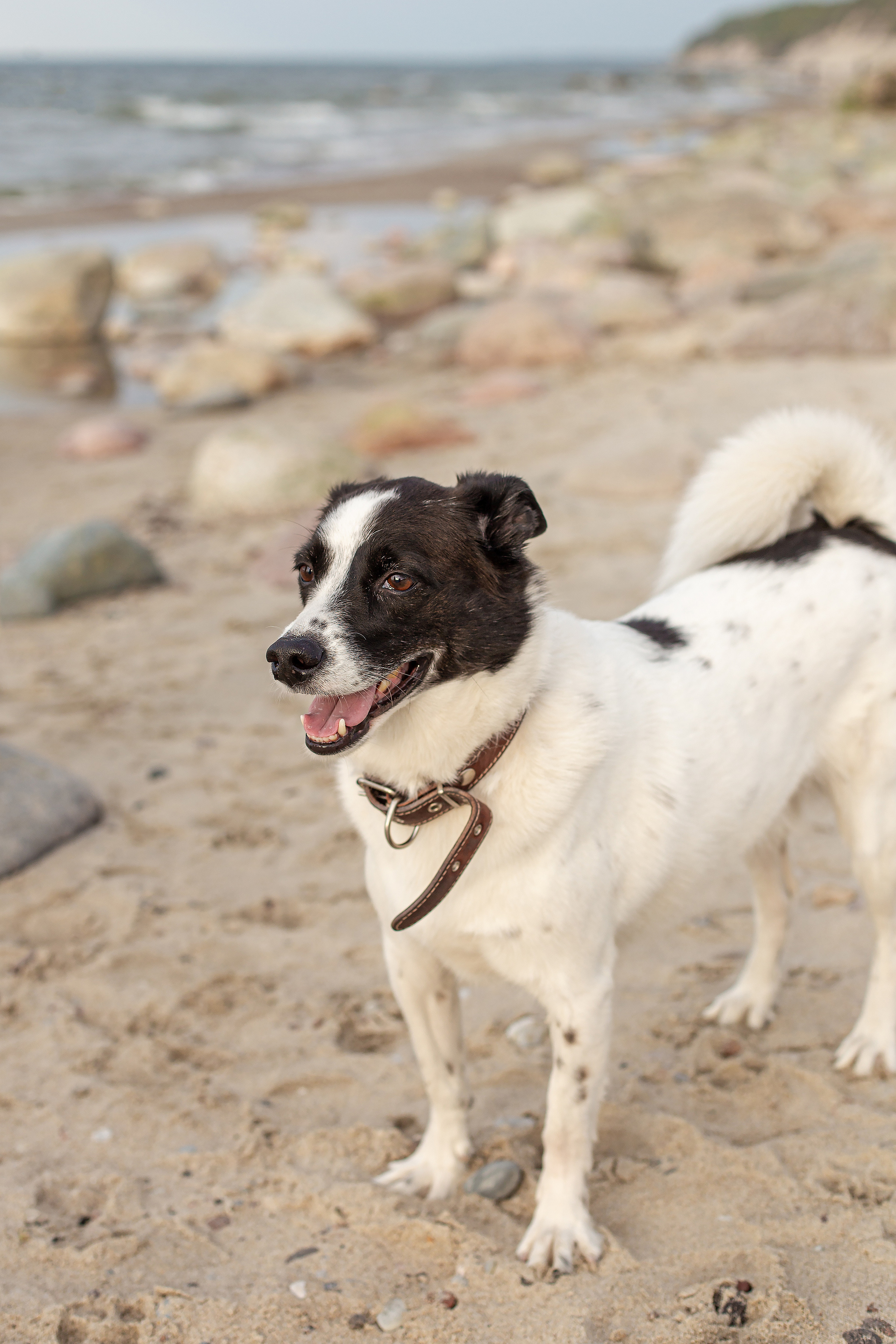 Елена, Дима, Леша, Саша, Маша и Бим. Филинская. Фотограф в Калининграде Решетникова Алина
