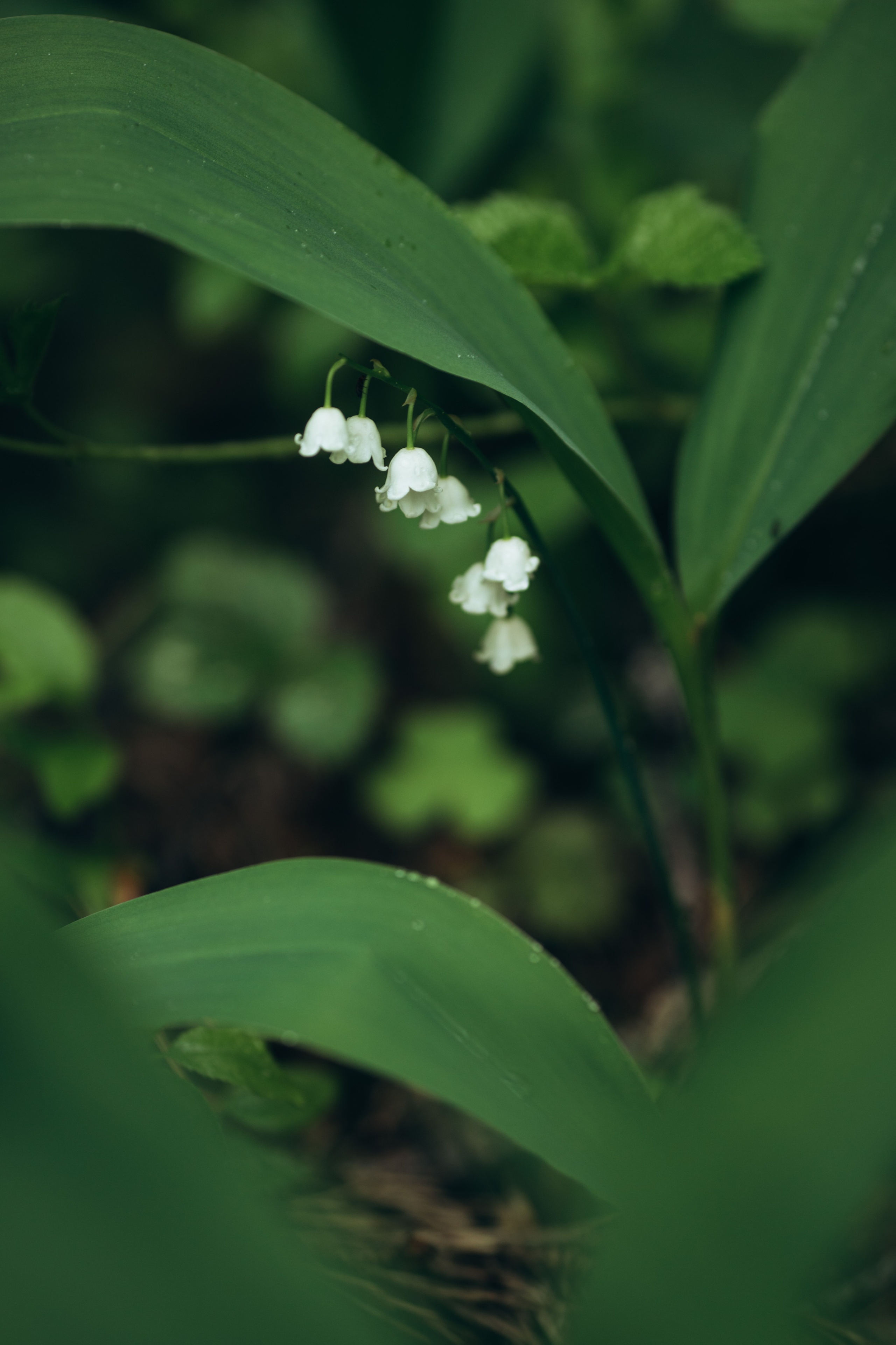 Природные пейзажи. Наталия Клевинскас портретный фотограф в Костроме