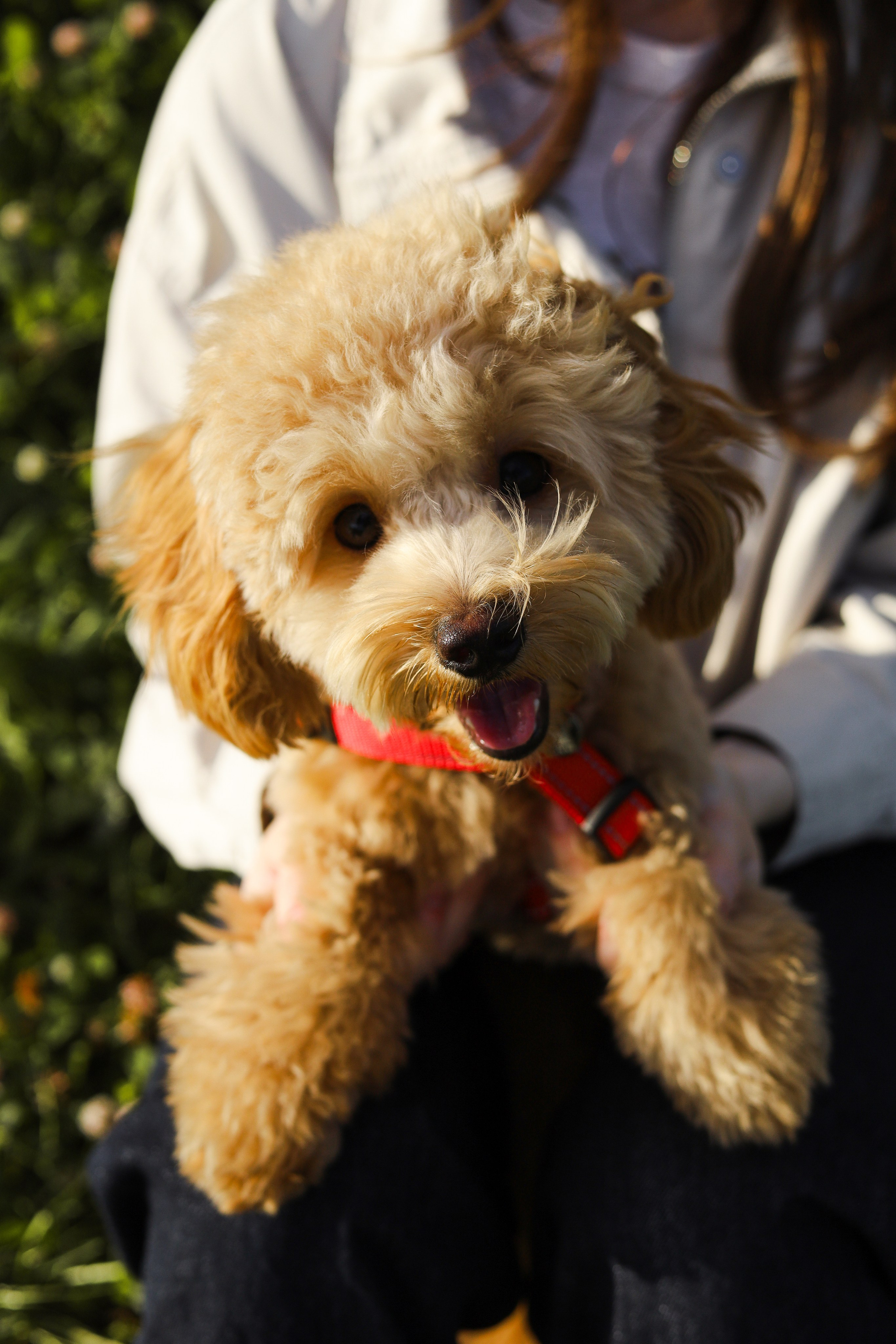 Поршик и Ксения. Фотограф-анималист Ксения Шевцова|Москва