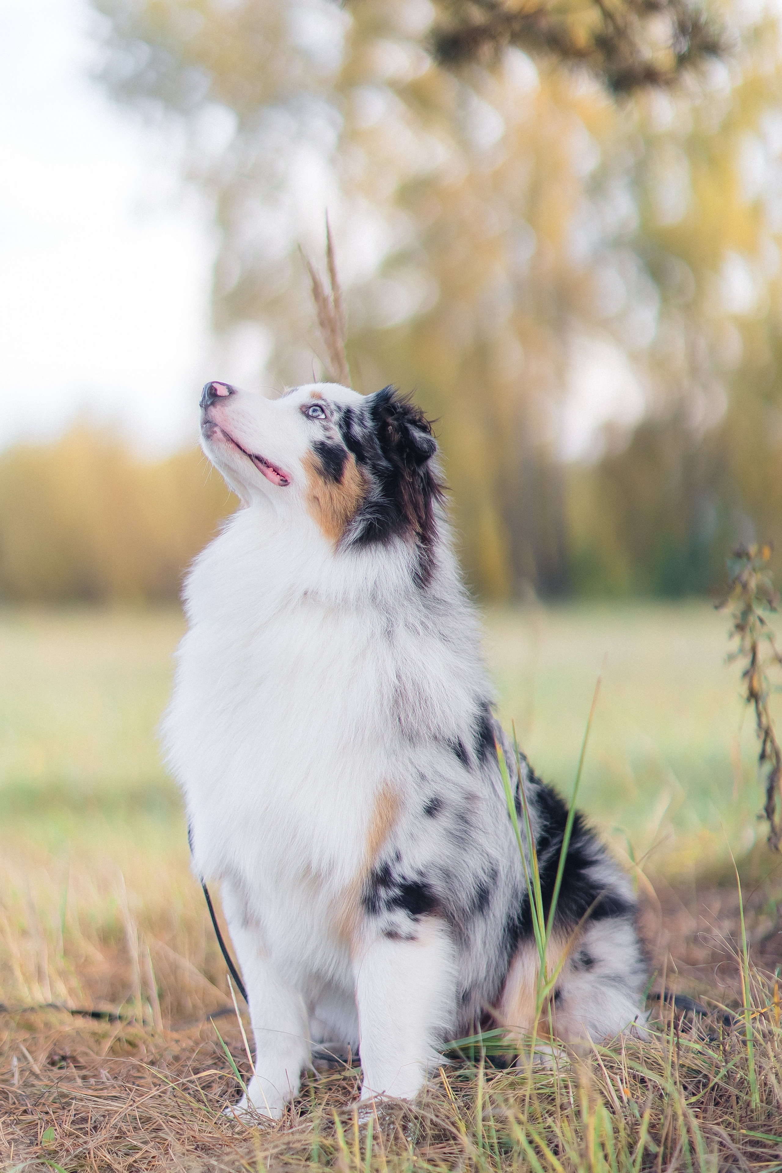 Аусси Дэймон. Свадебный и женский фотограф