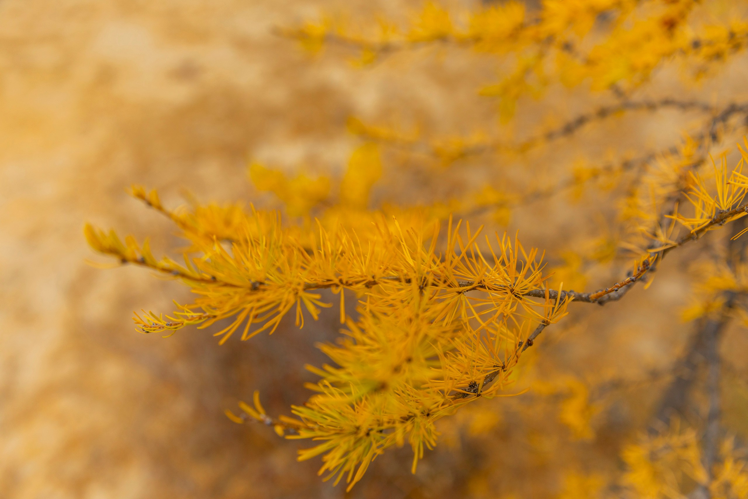 Ольхон в октябре. Марина Захарова — Фотограф. Москва / Marina Zakharova — Photographer