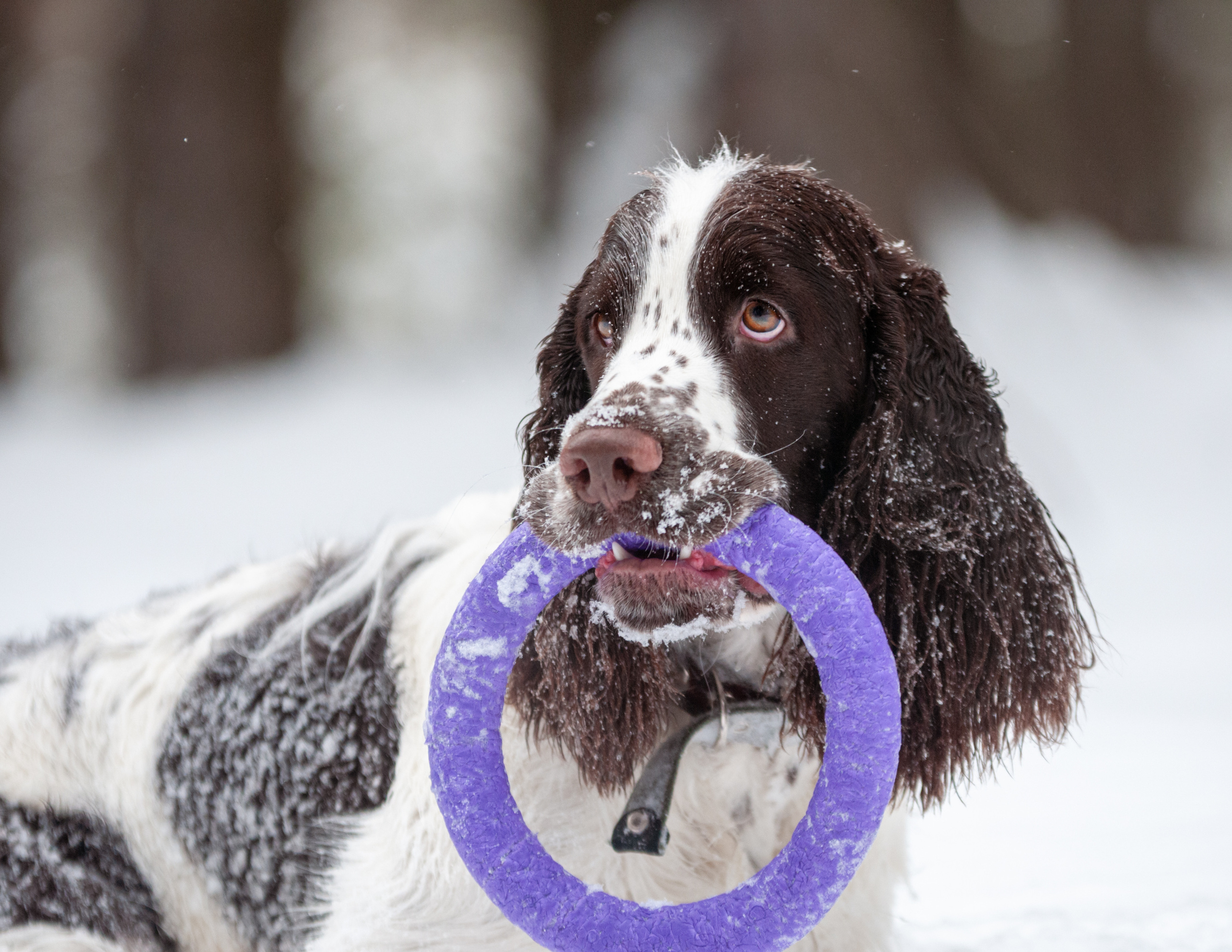 Леся и Амур. Мотофотограф в Нижнем Новгороде Динара Зуйкова