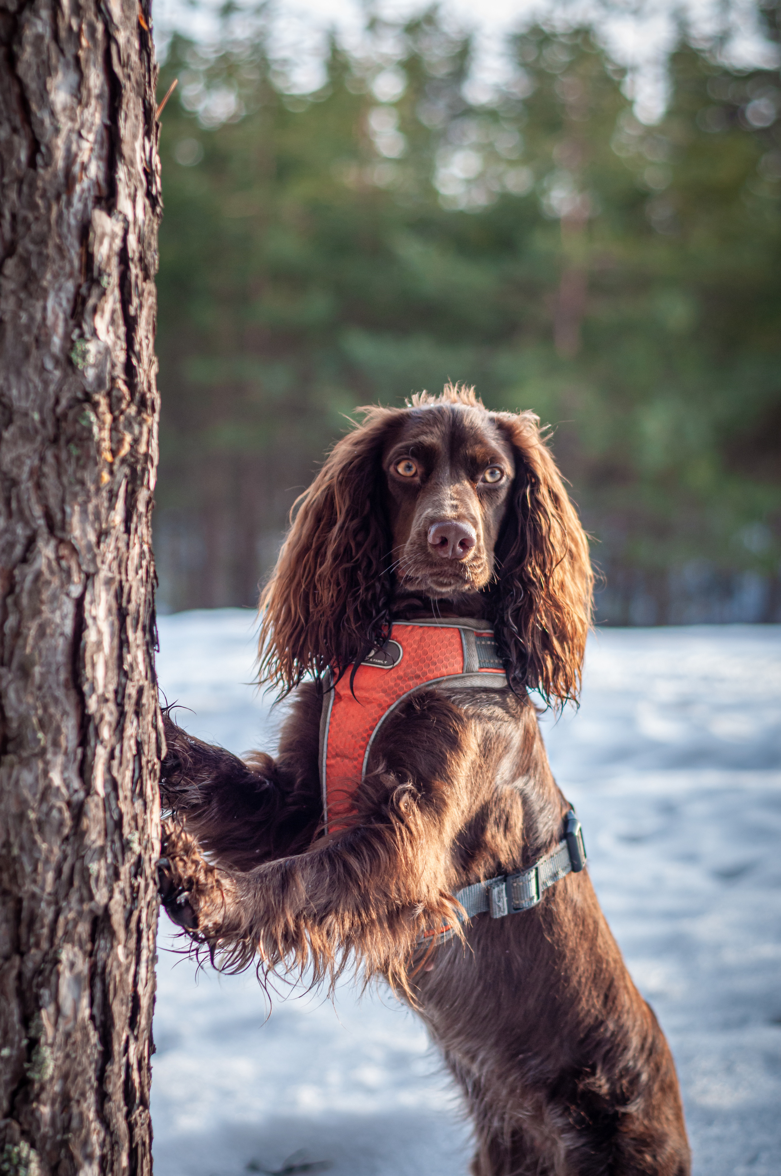 Собаки. Мотофотограф в Нижнем Новгороде Динара Зуйкова
