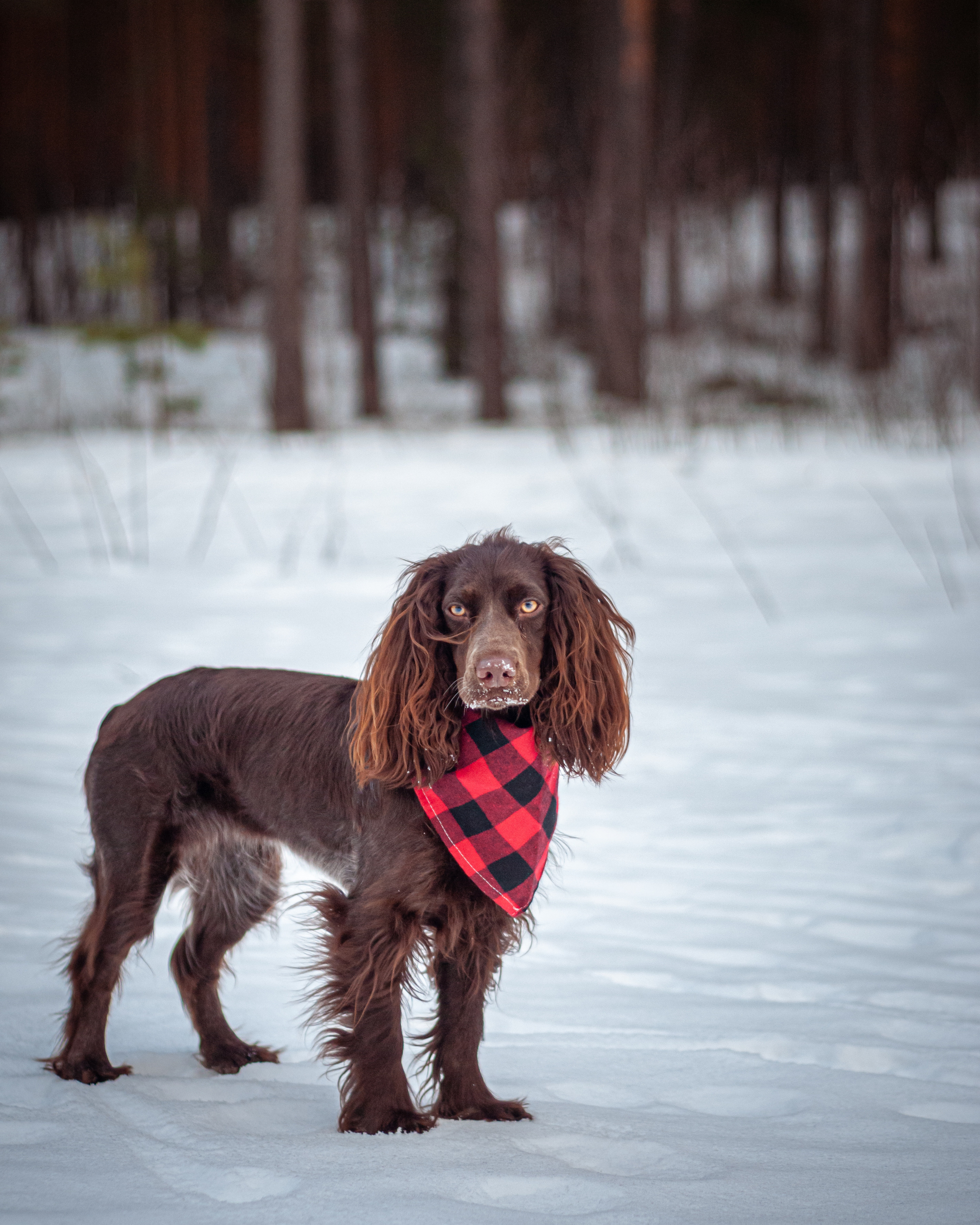 Собаки. Мотофотограф в Нижнем Новгороде Динара Зуйкова
