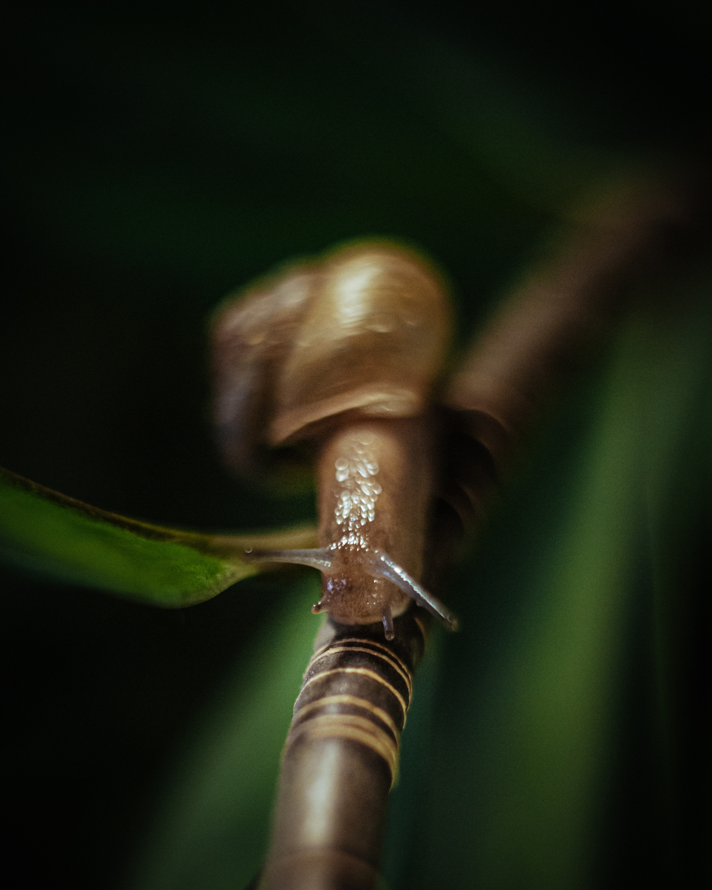 Художественное макро. Мотофотограф в Нижнем Новгороде Динара Зуйкова