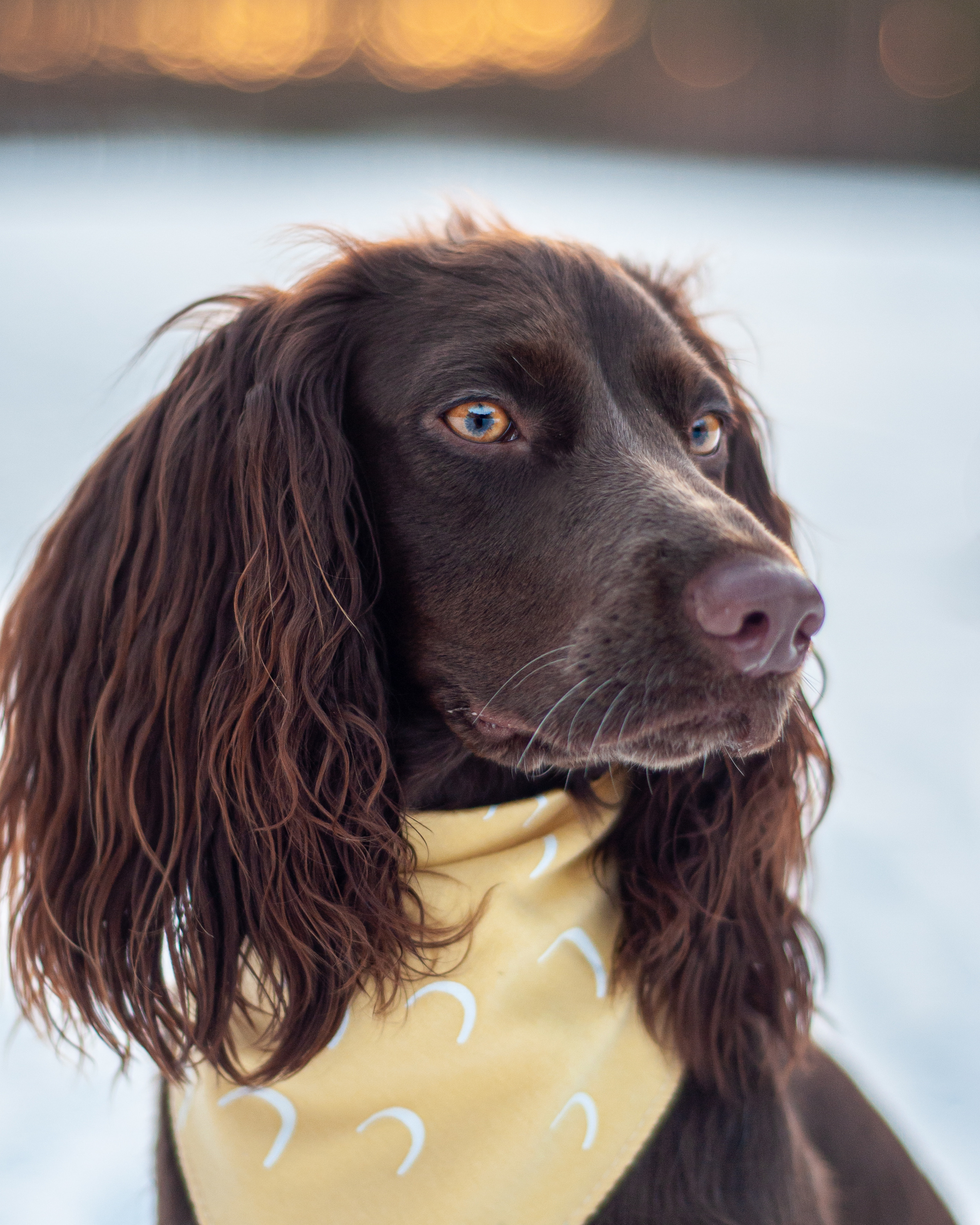 Собаки. Мотофотограф в Нижнем Новгороде Динара Зуйкова