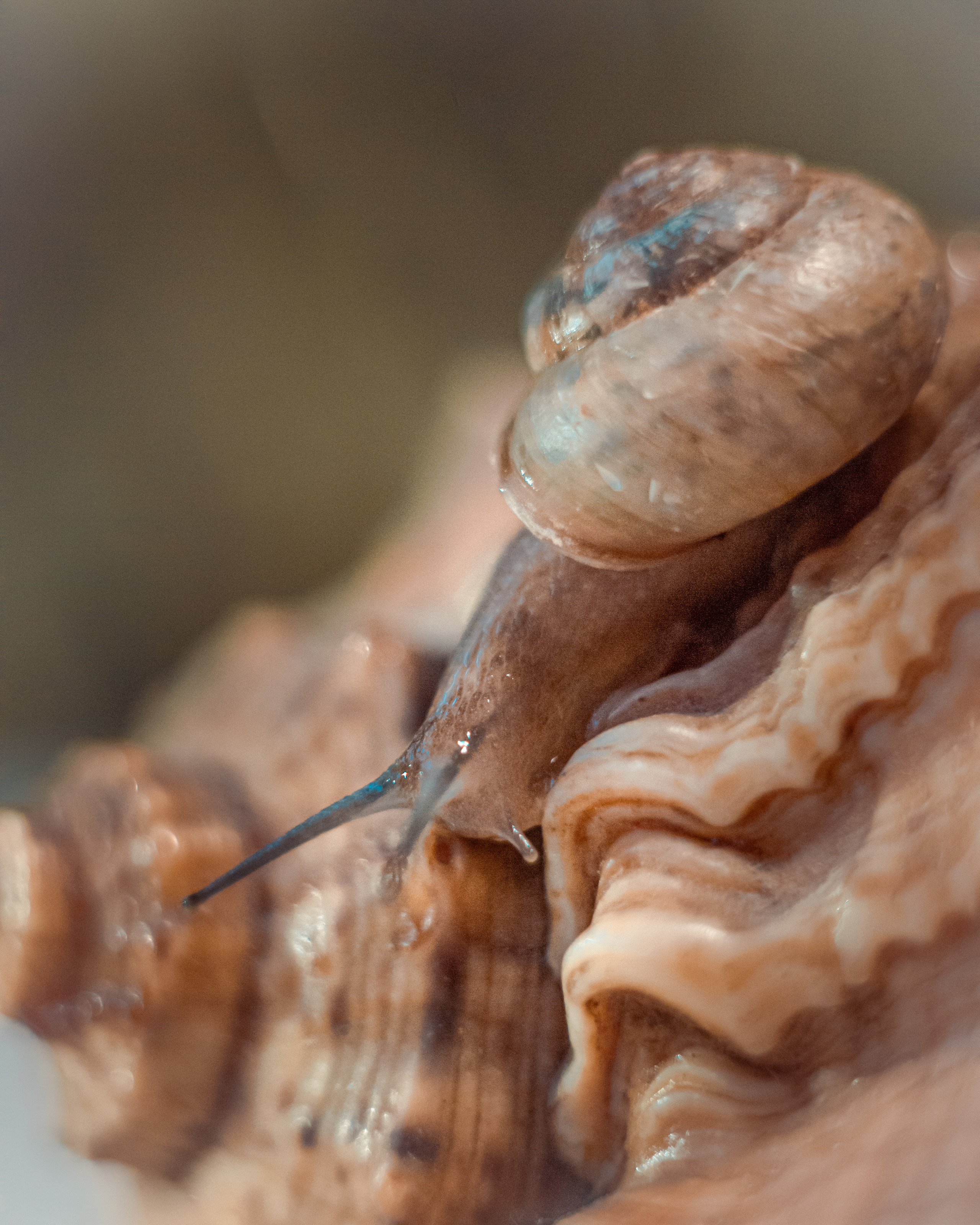 Художественное макро. Мотофотограф в Нижнем Новгороде Динара Зуйкова
