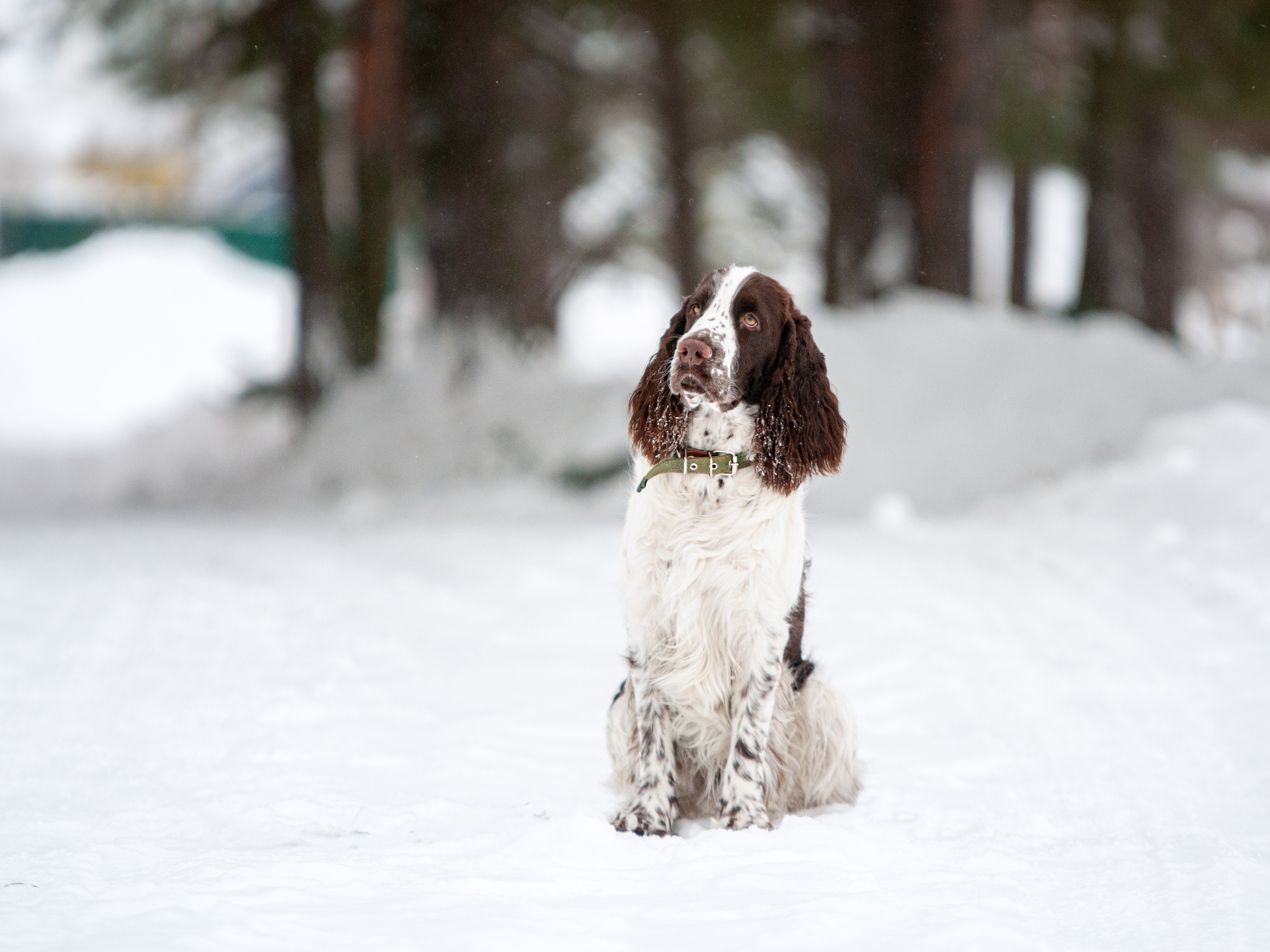 Собаки. Мотофотограф в Нижнем Новгороде Динара Зуйкова