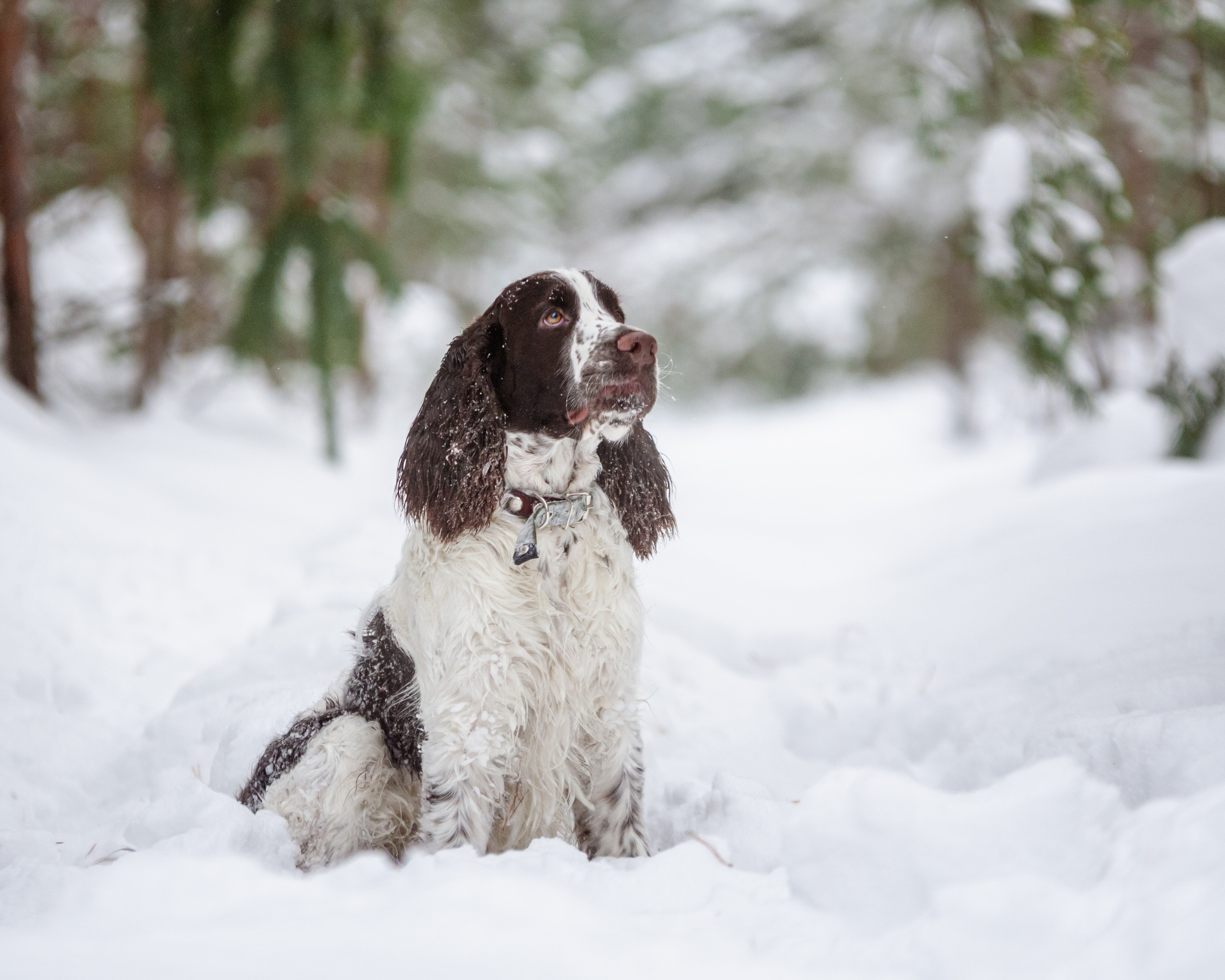 Леся и Амур. Мотофотограф в Нижнем Новгороде Динара Зуйкова