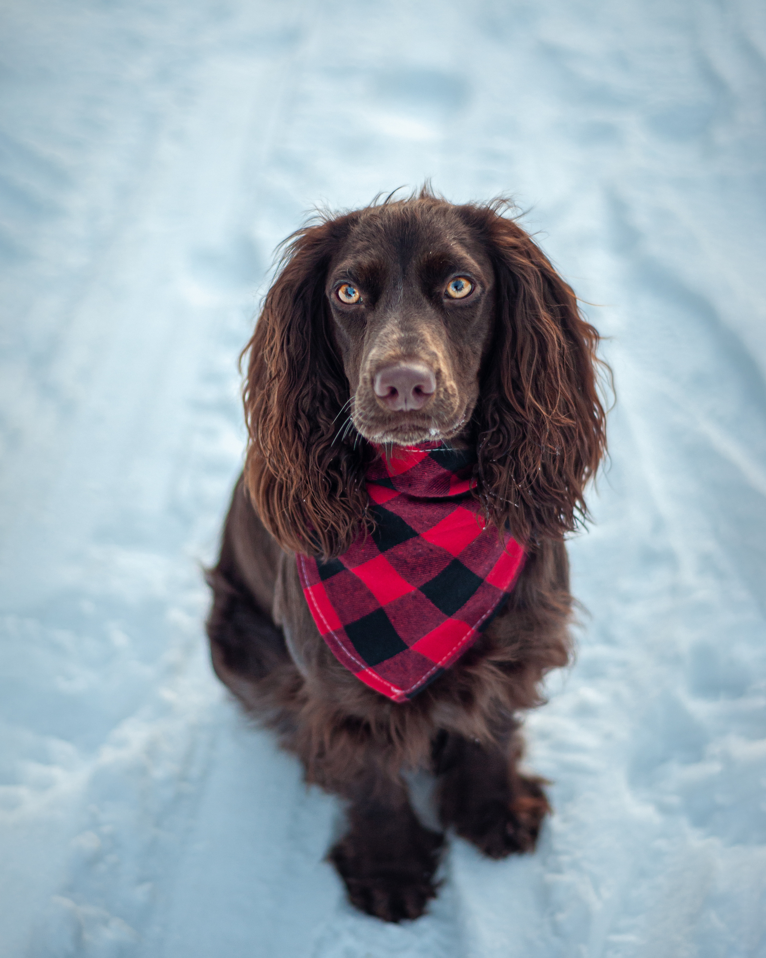 Собаки. Мотофотограф в Нижнем Новгороде Динара Зуйкова