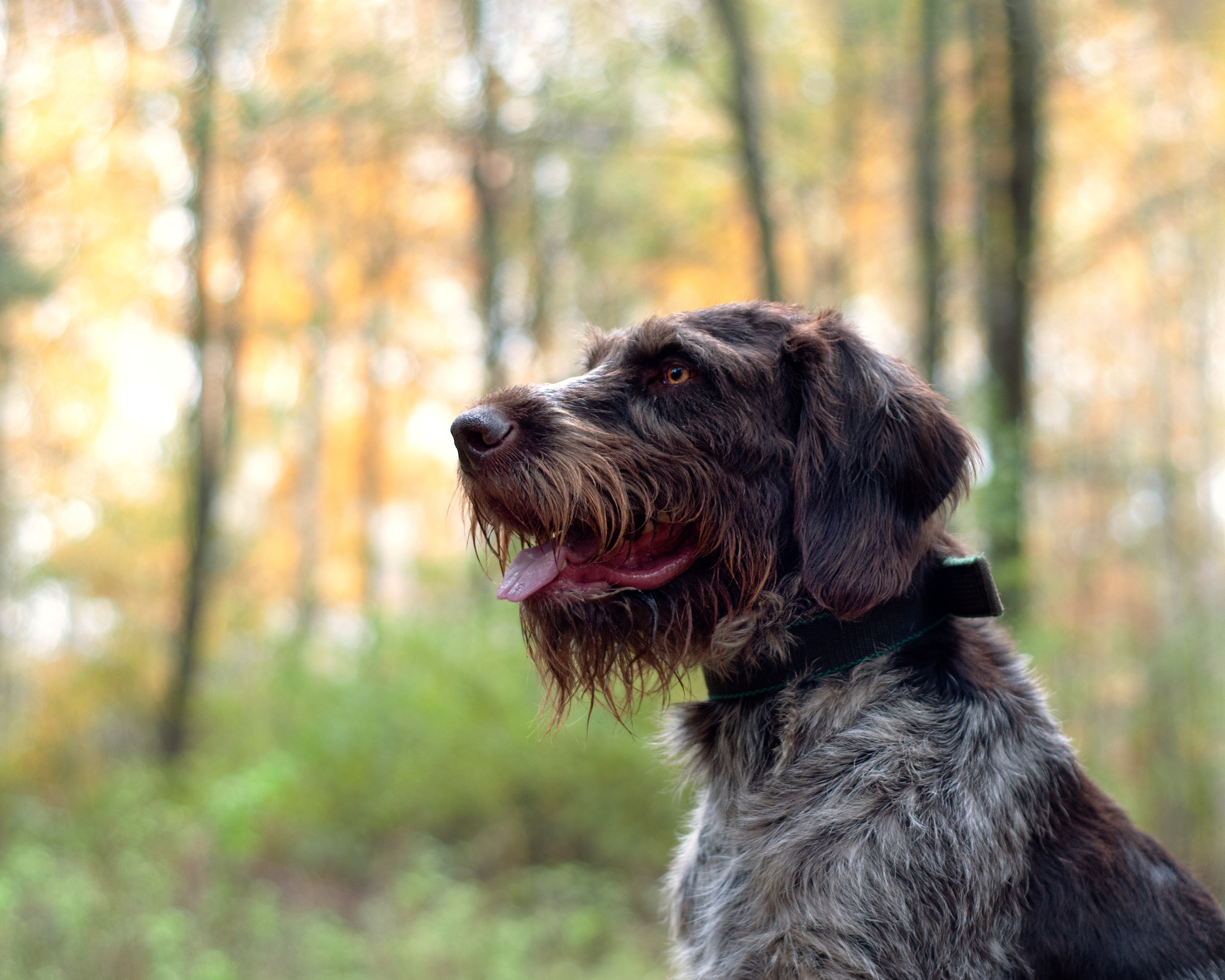 Дартхаар Бэст. Мотофотограф в Нижнем Новгороде Динара Зуйкова