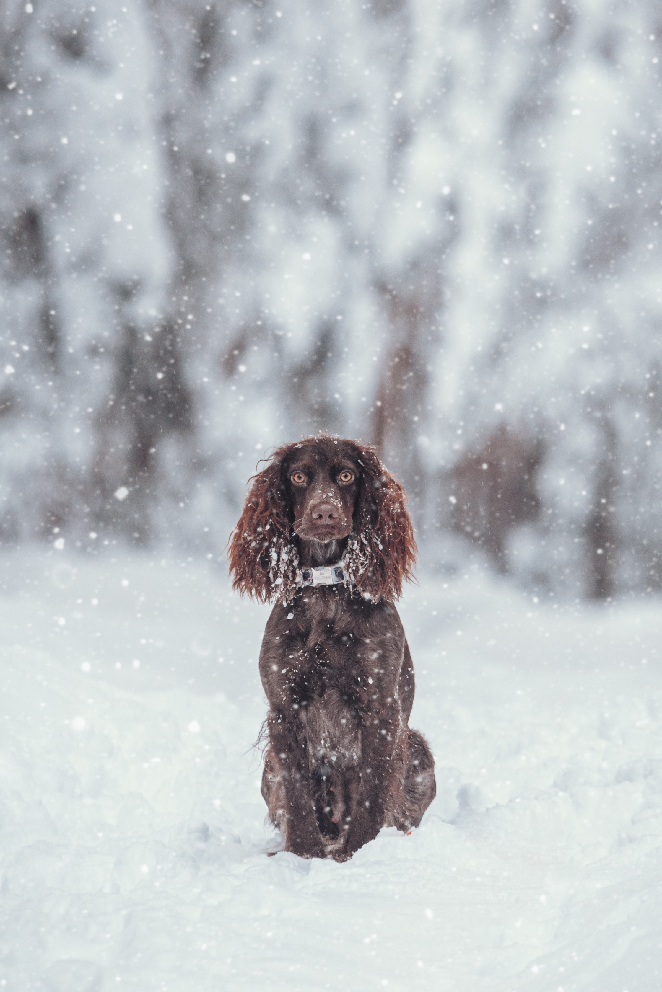 Собаки. Мотофотограф в Нижнем Новгороде Динара Зуйкова