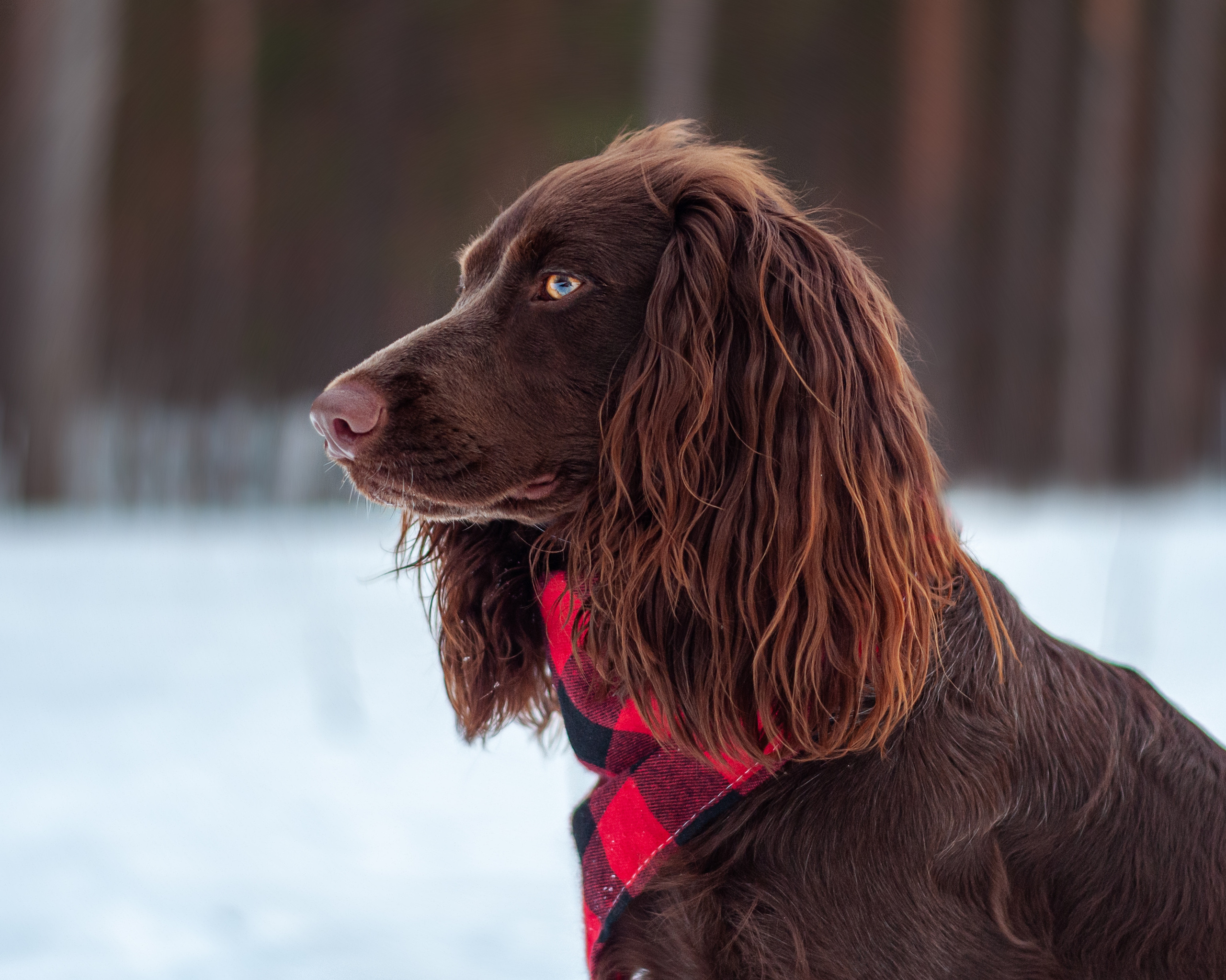 Собаки. Мотофотограф в Нижнем Новгороде Динара Зуйкова