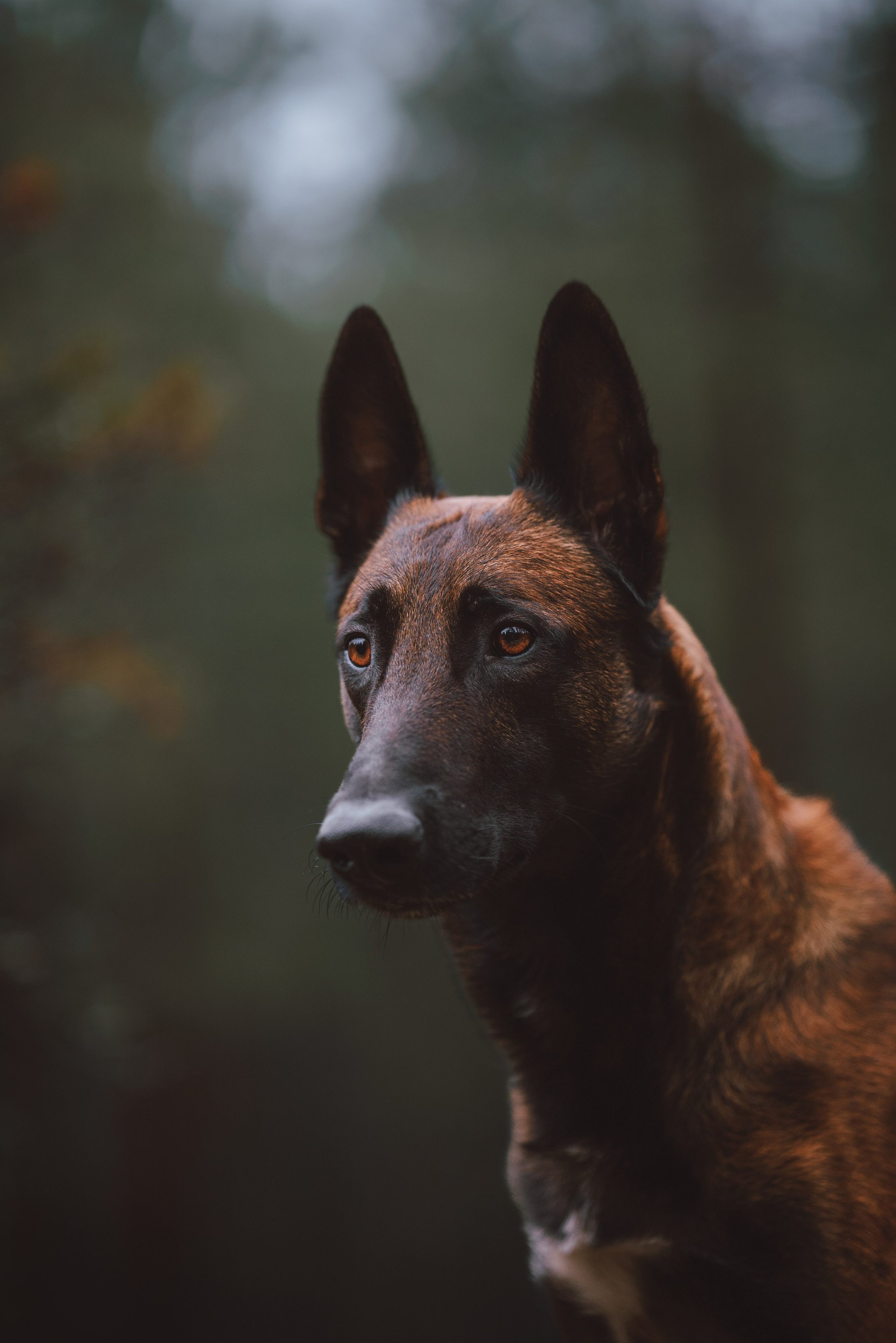 Раш. Фотограф анималист Осипчикова Мария