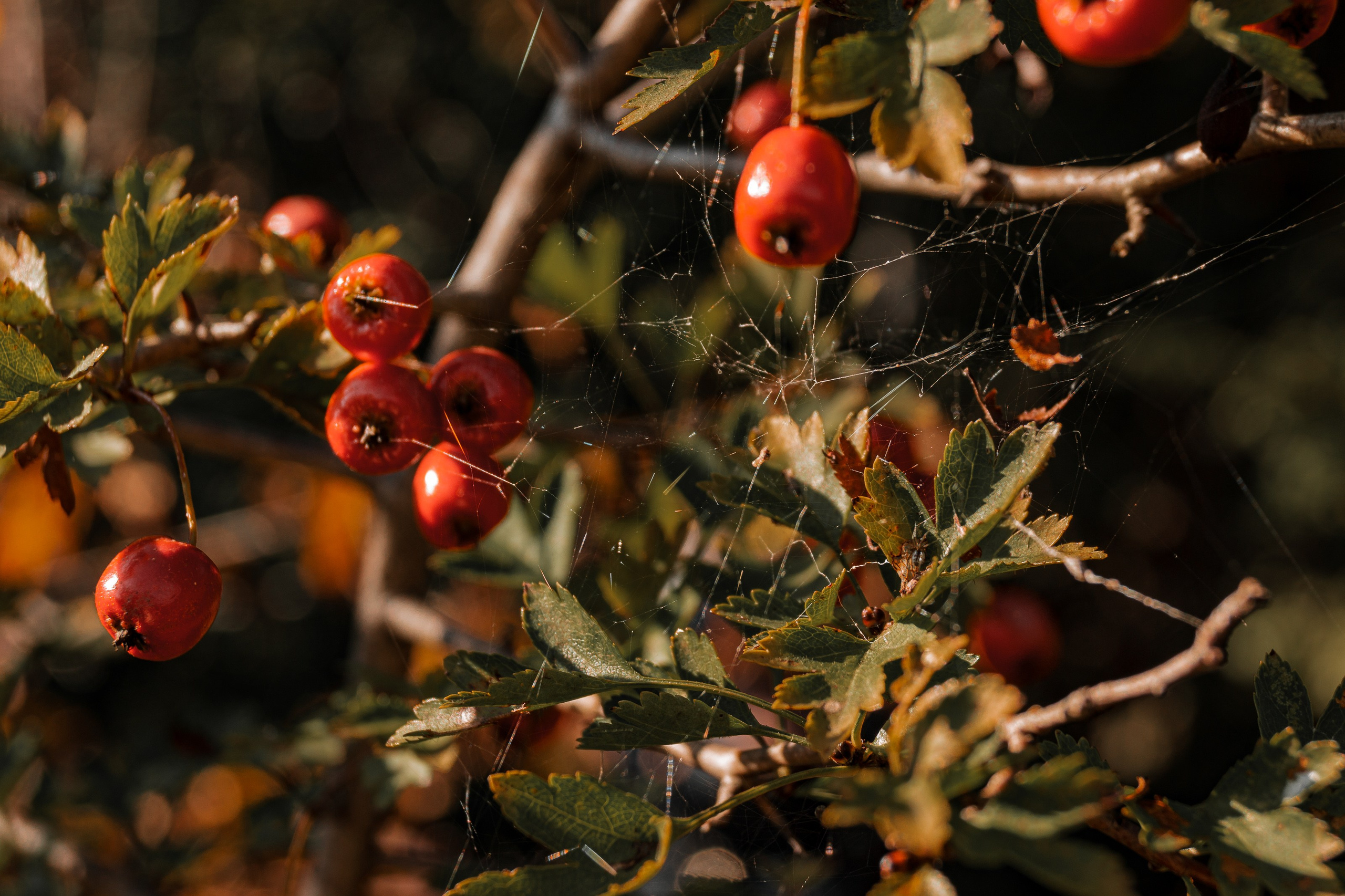Фотографии Сочи, глазами гида-фотографа. Фотограф в Сочи Елена Лисотина. Фототуры в Сочи