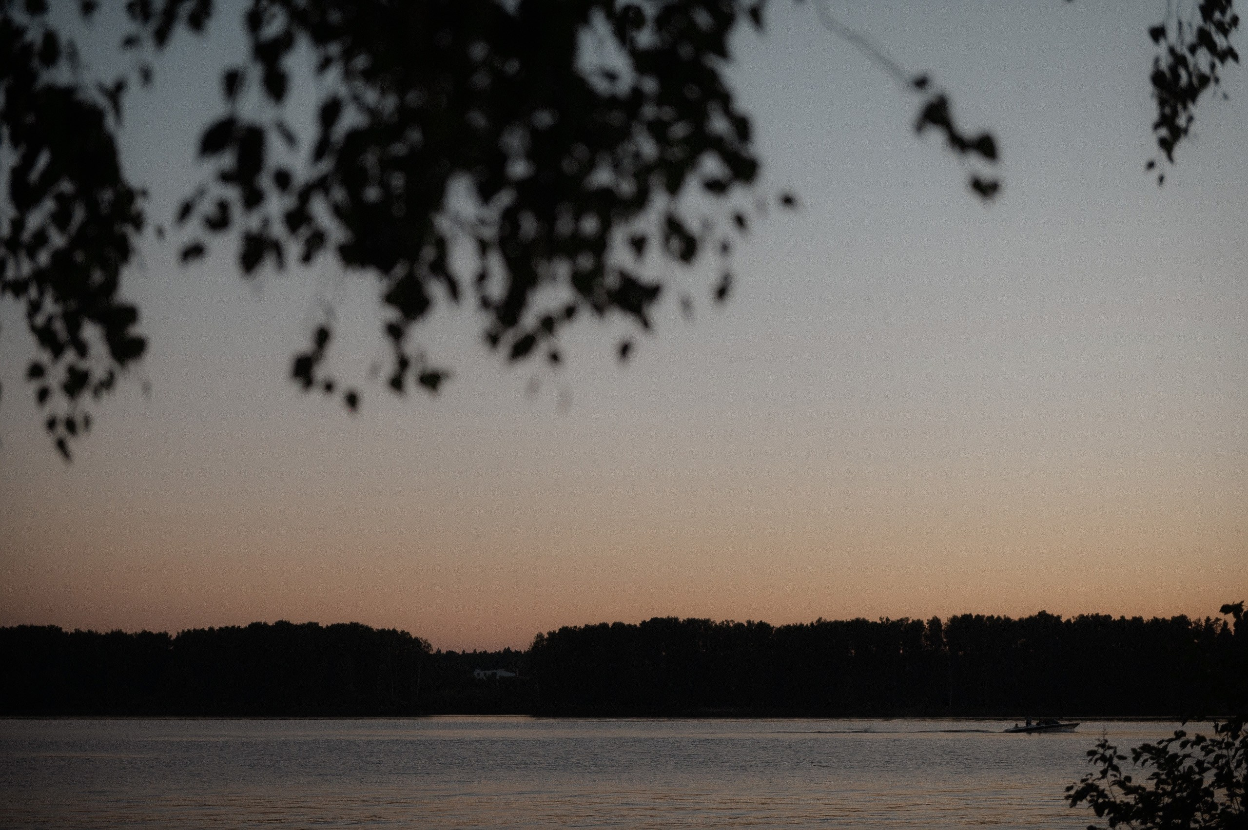 Камерный свадебный ужин в березовой роще. Афина Ефимова. Свадебный фотограф Москва