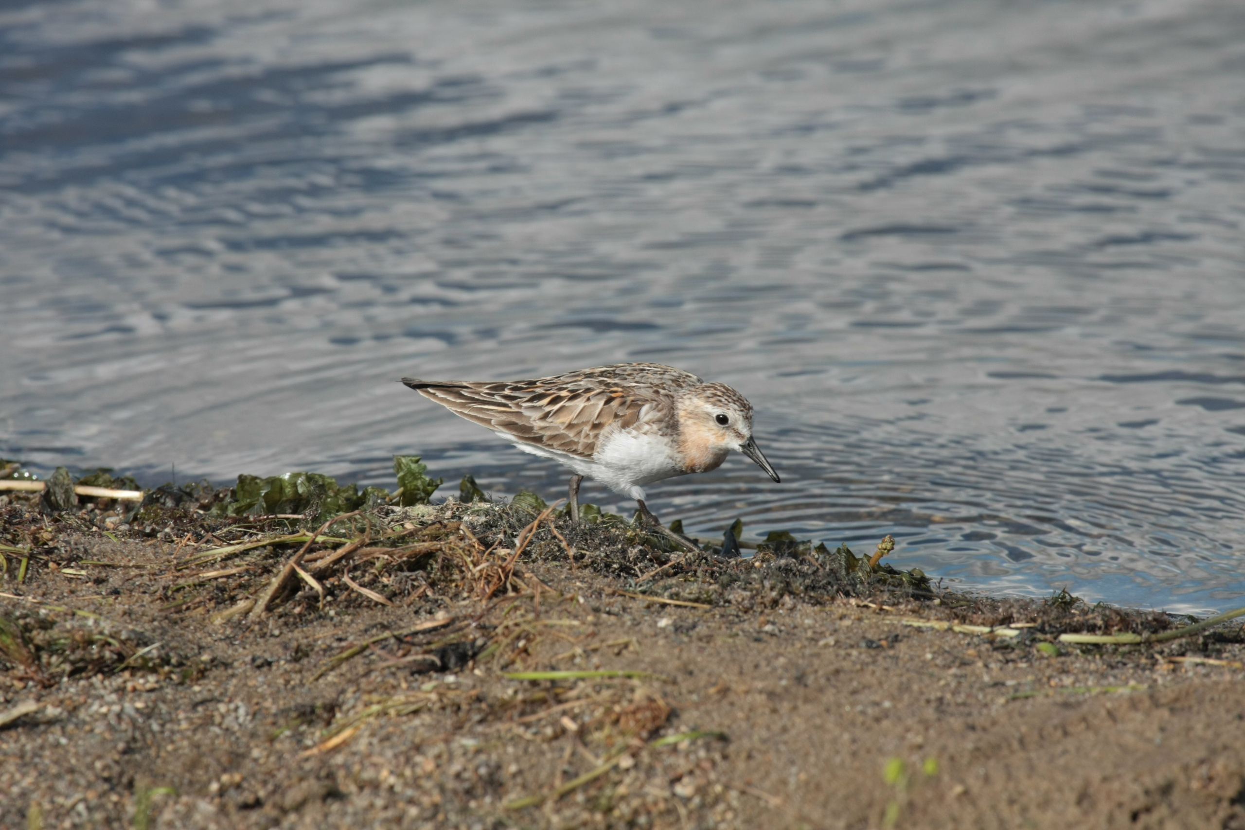 Фото Природы Забайкалья. Студия Максима Белослюдцева