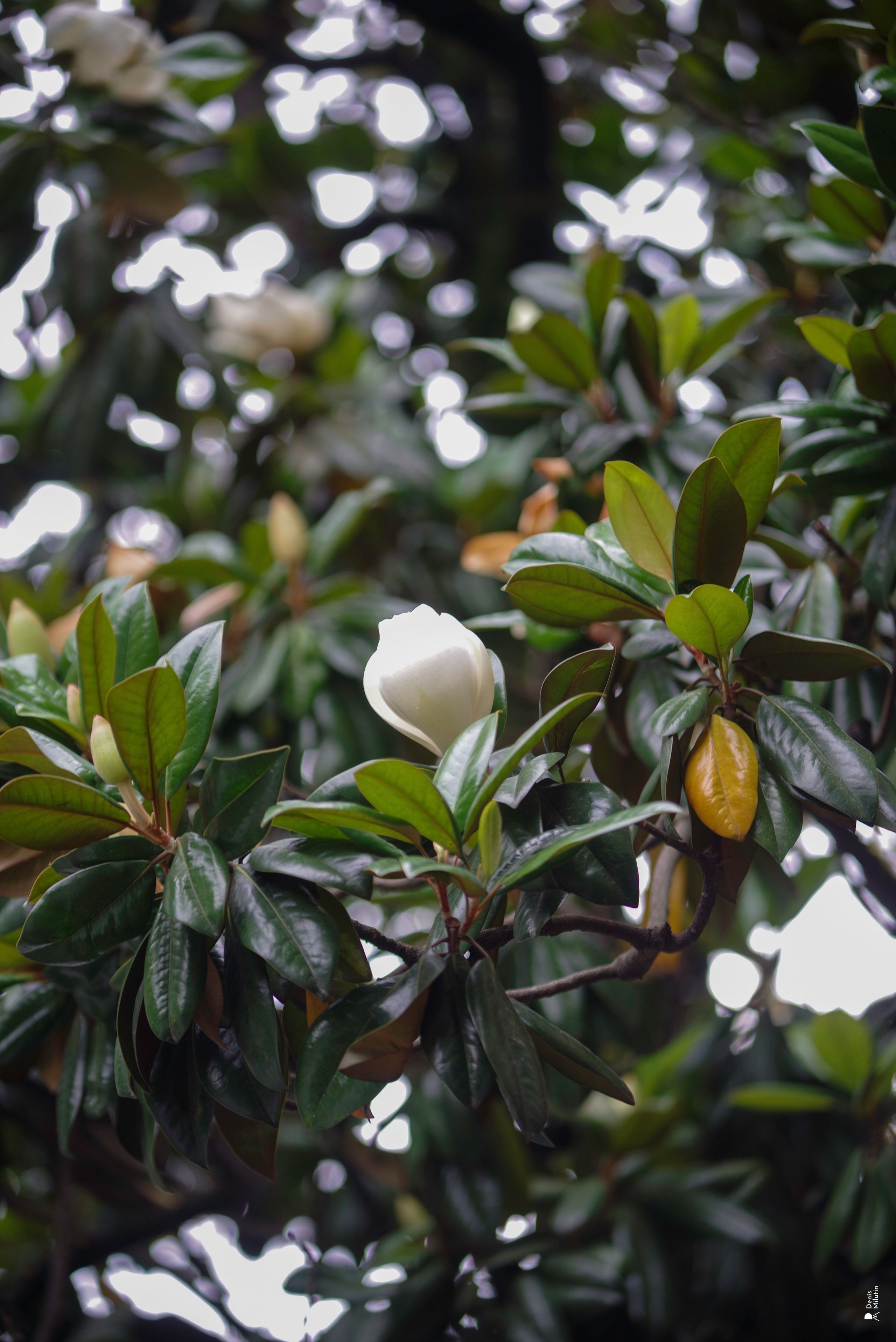В отпуске с Артёмом. Портретный фотограф Денис Милютин