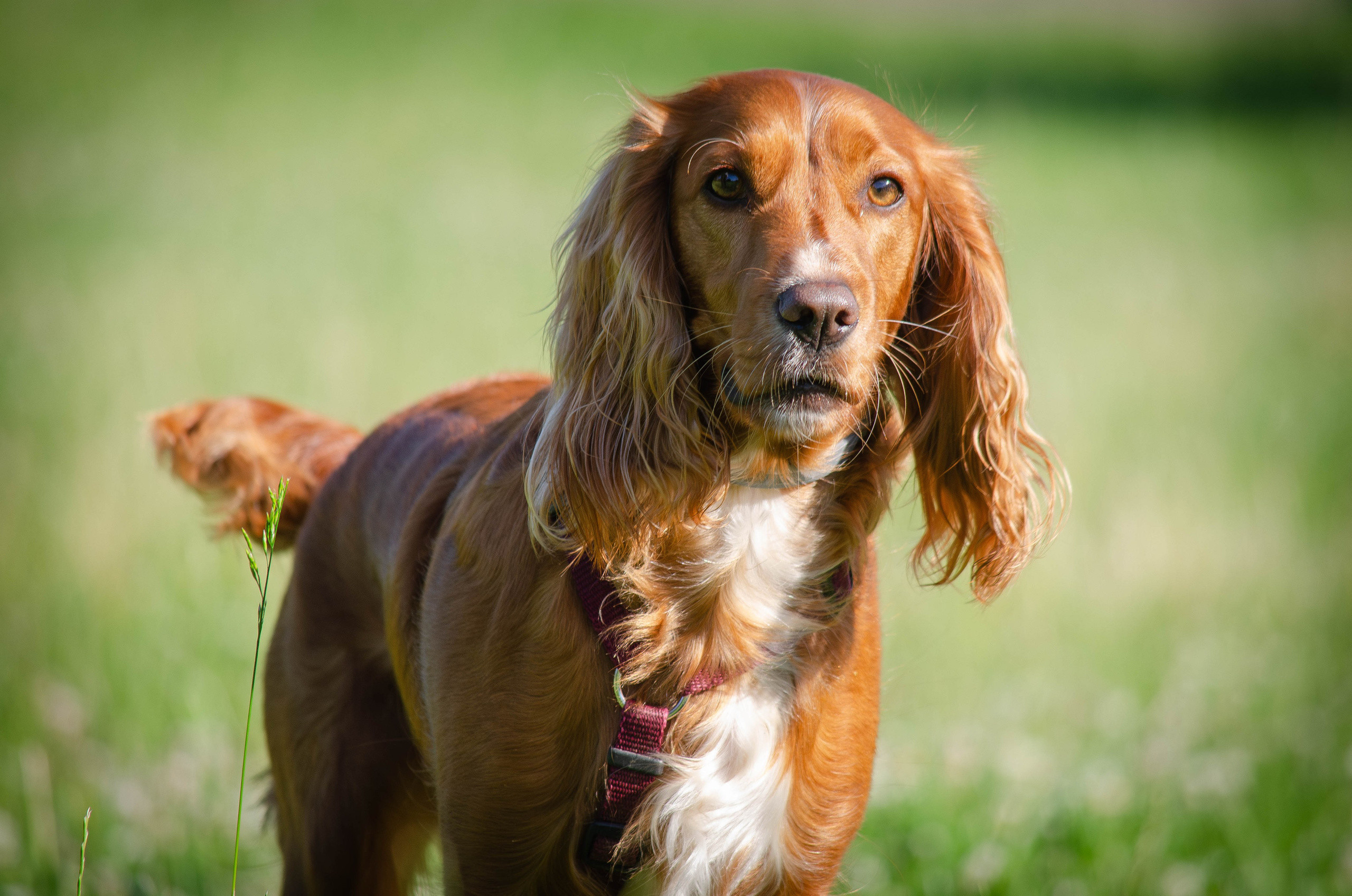 Джесси. Фотограф Светлана Блинова, Москва и Московская область