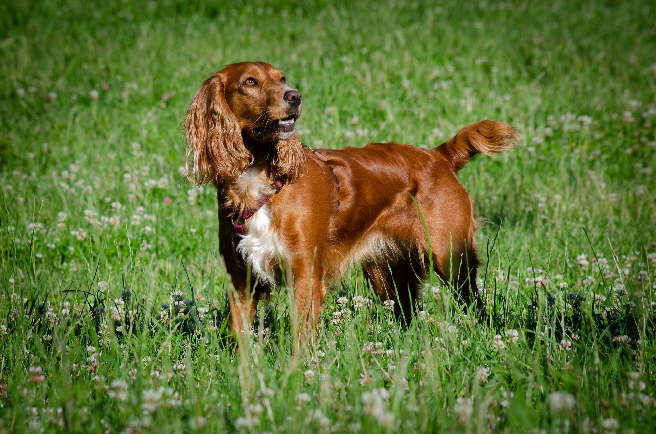 Джесси. Фотограф Светлана Блинова, Москва и Московская область