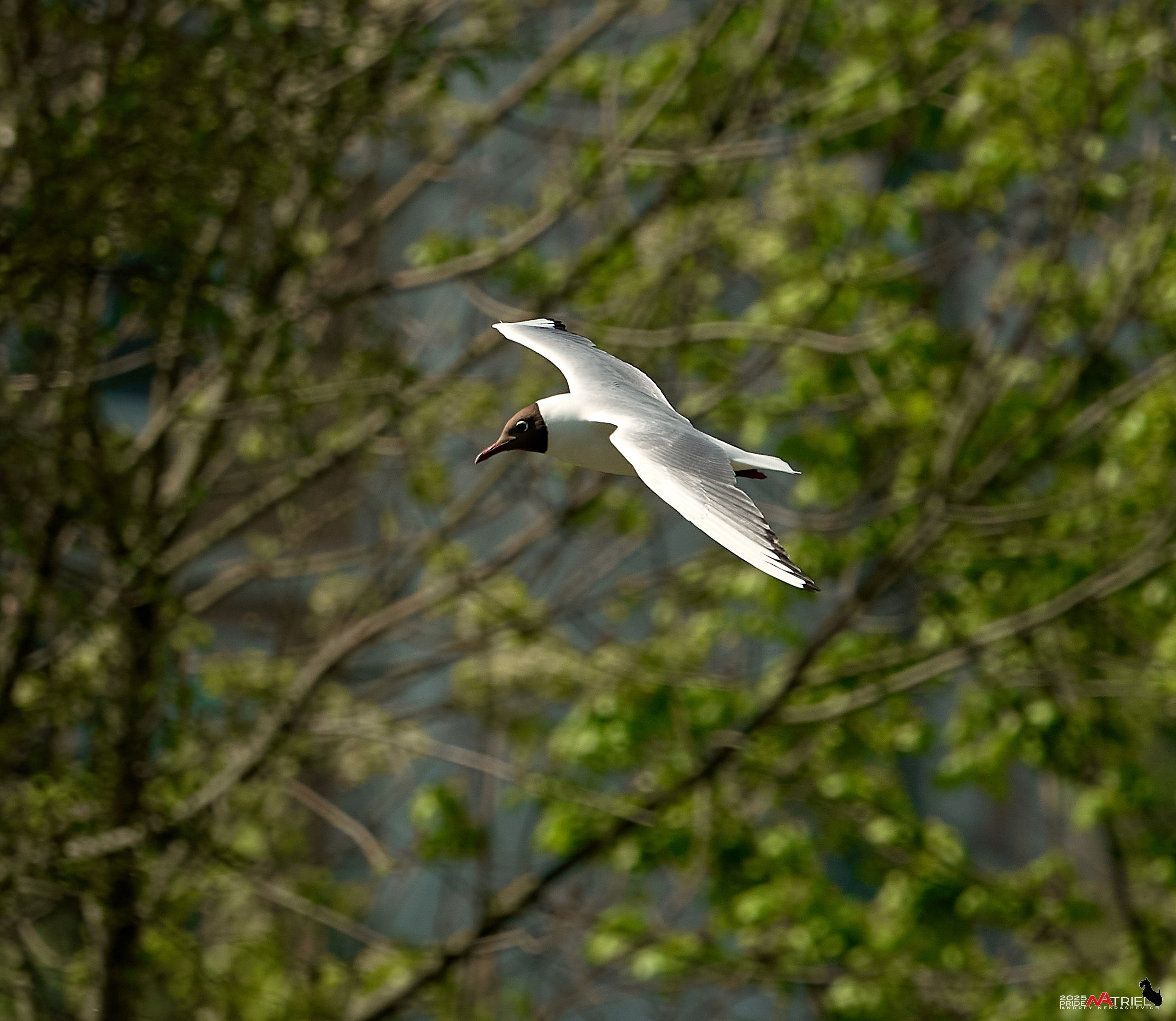 Птички и цветочки