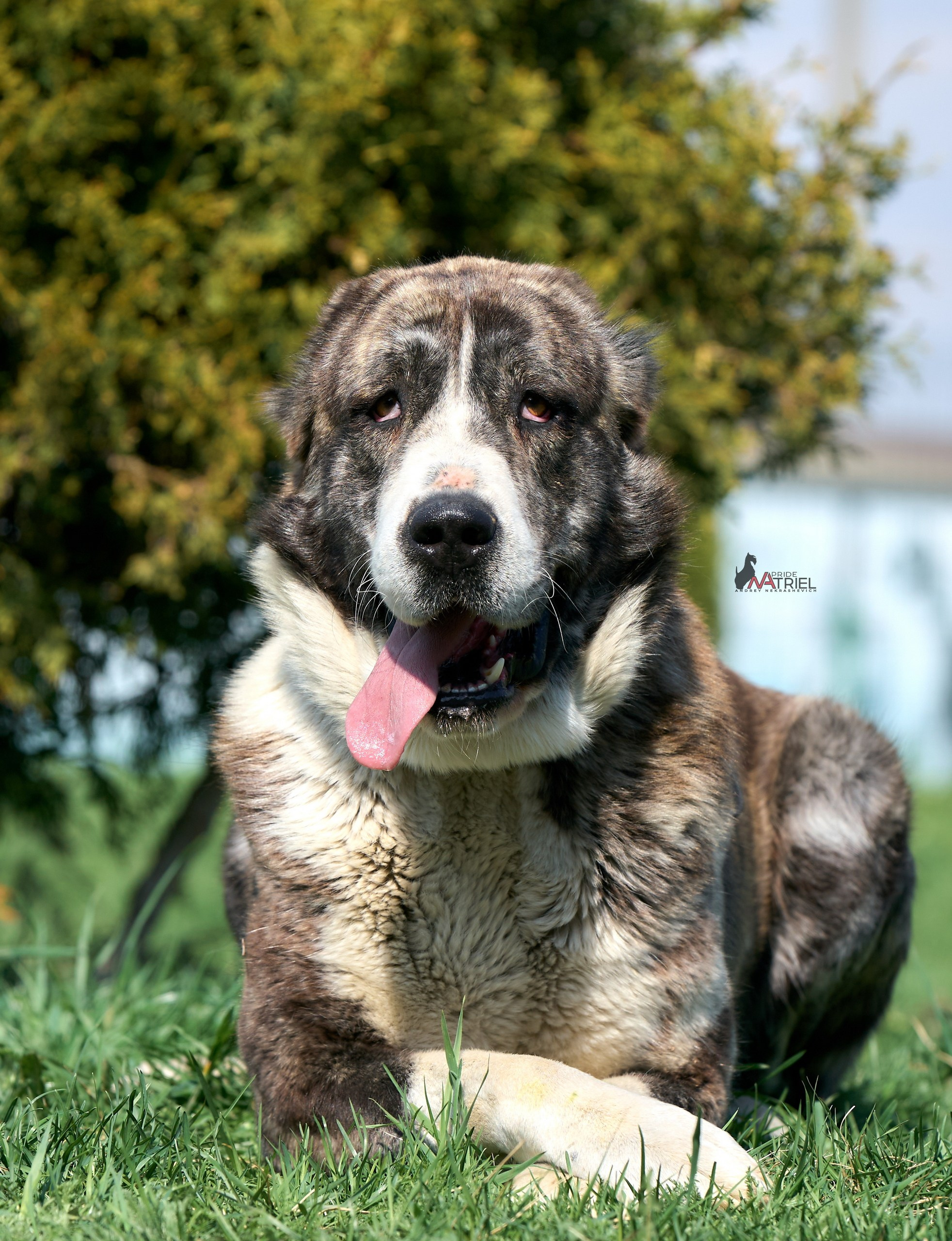 Среднеазиаты — щенки и взрослые