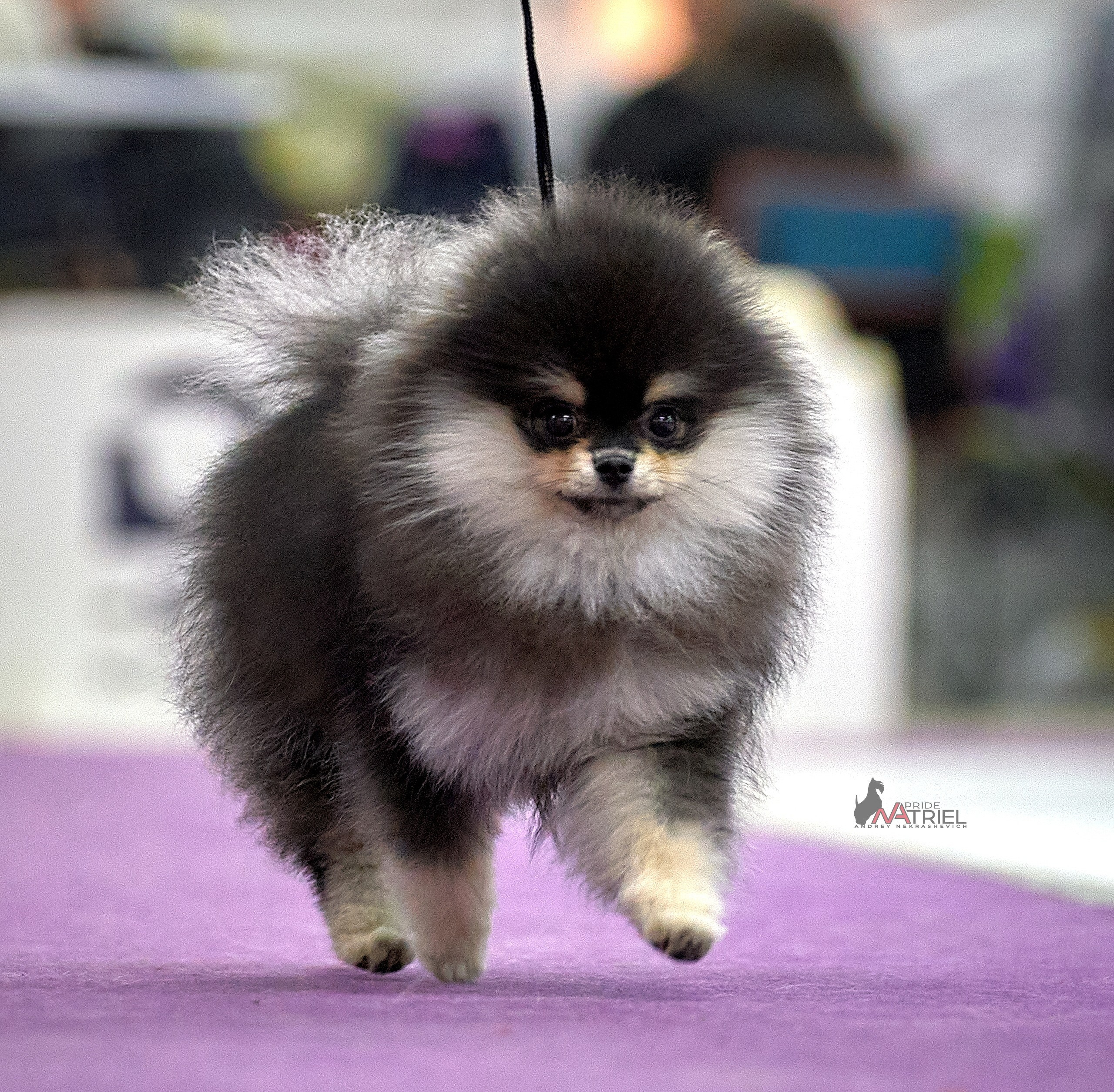 Работа в рингах — галерея NATRIEL