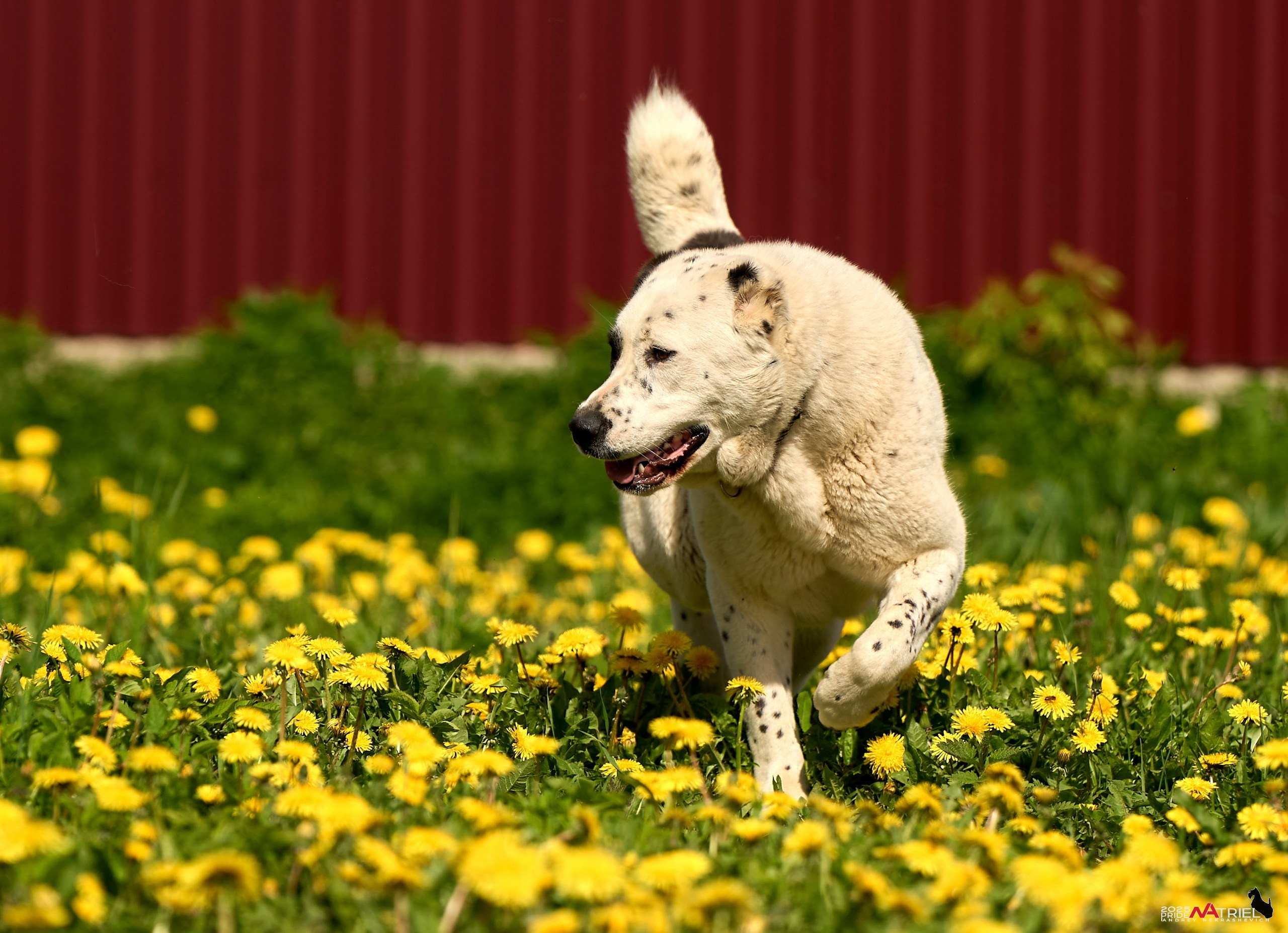 Съемка в питомнике
