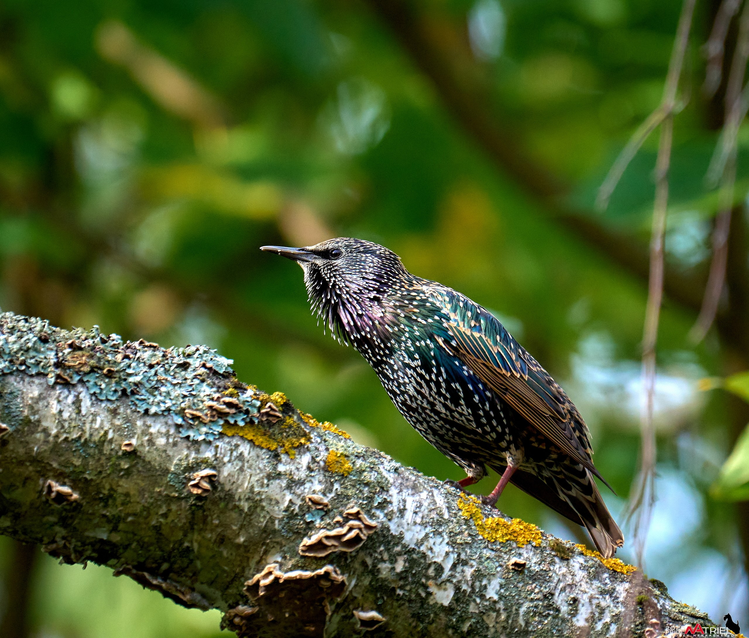 Съемка с объективом Sony 200-600 на камеру Sony A1m2