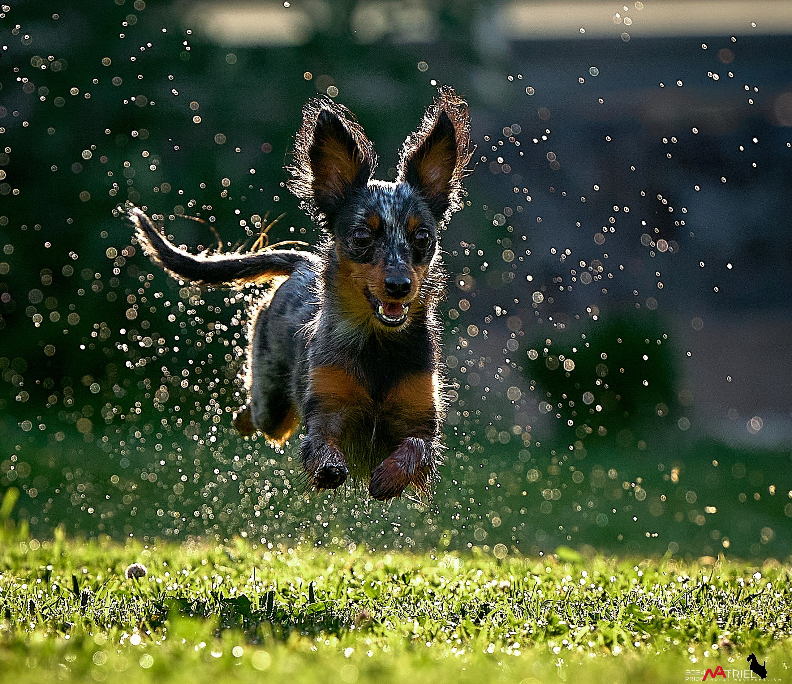 Фотопрогулка с крысариками