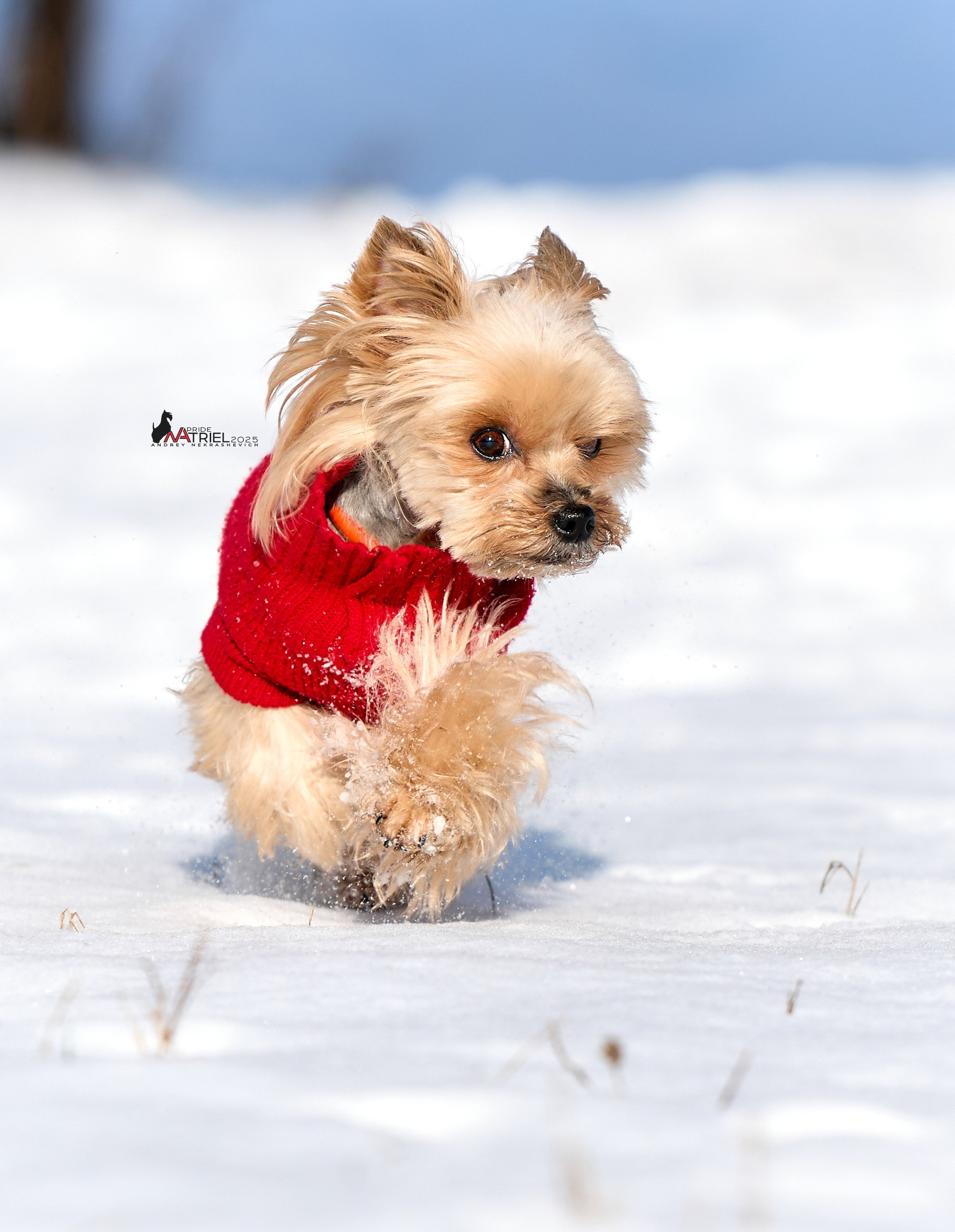 Фотопрогулка с моими собаками