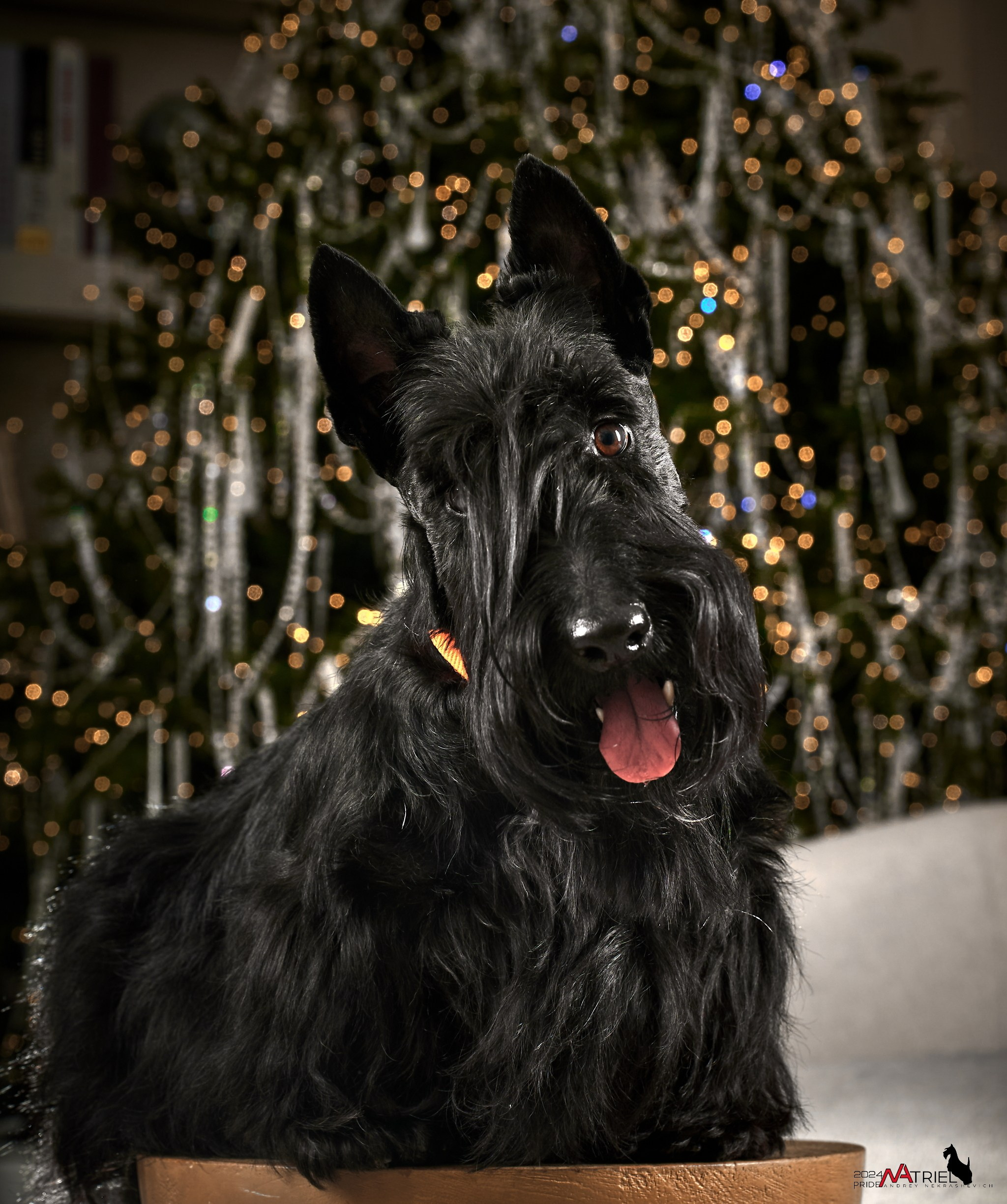 Семейная съемка с собаками в студии