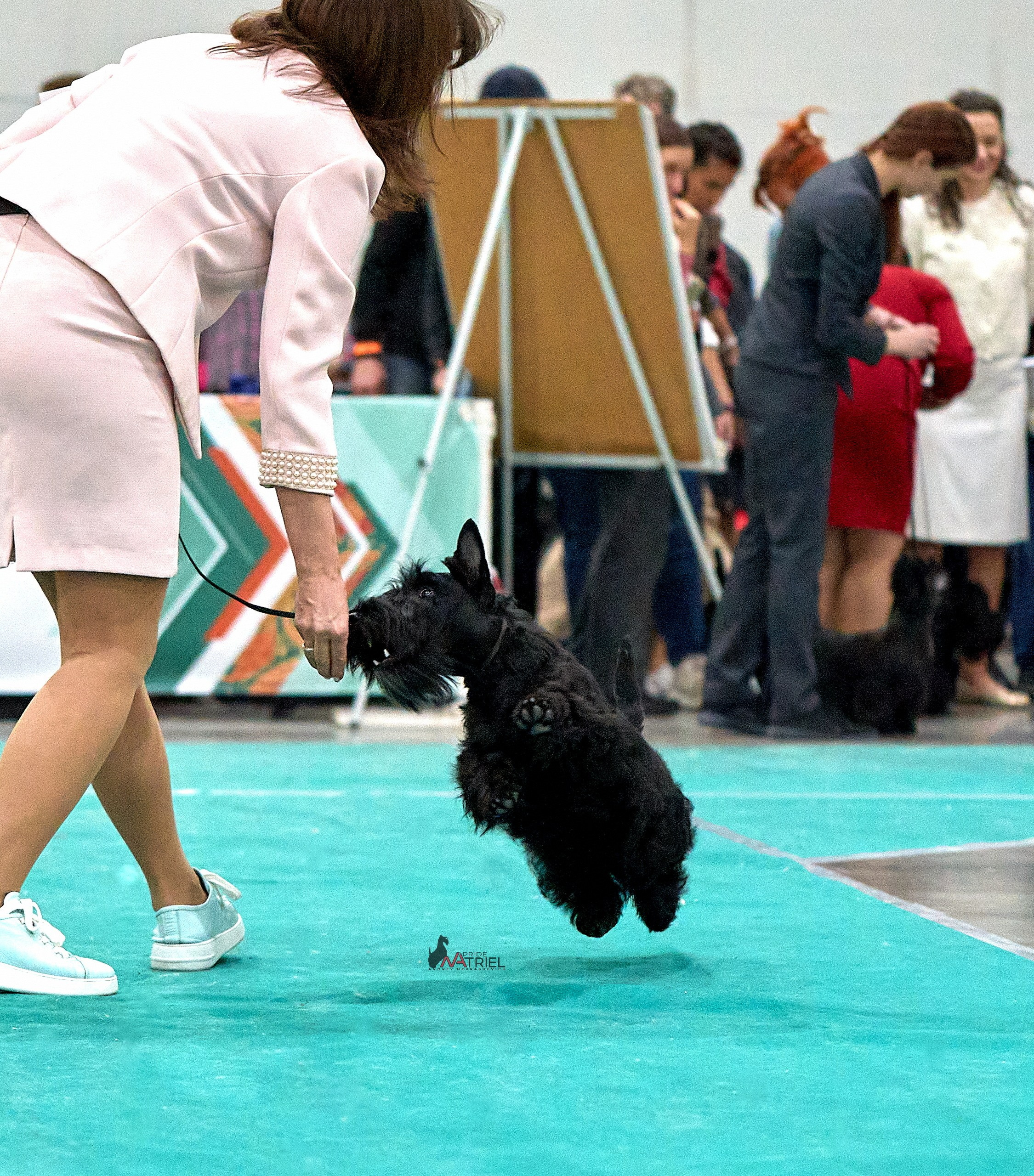 Работа в рингах — галерея NATRIEL