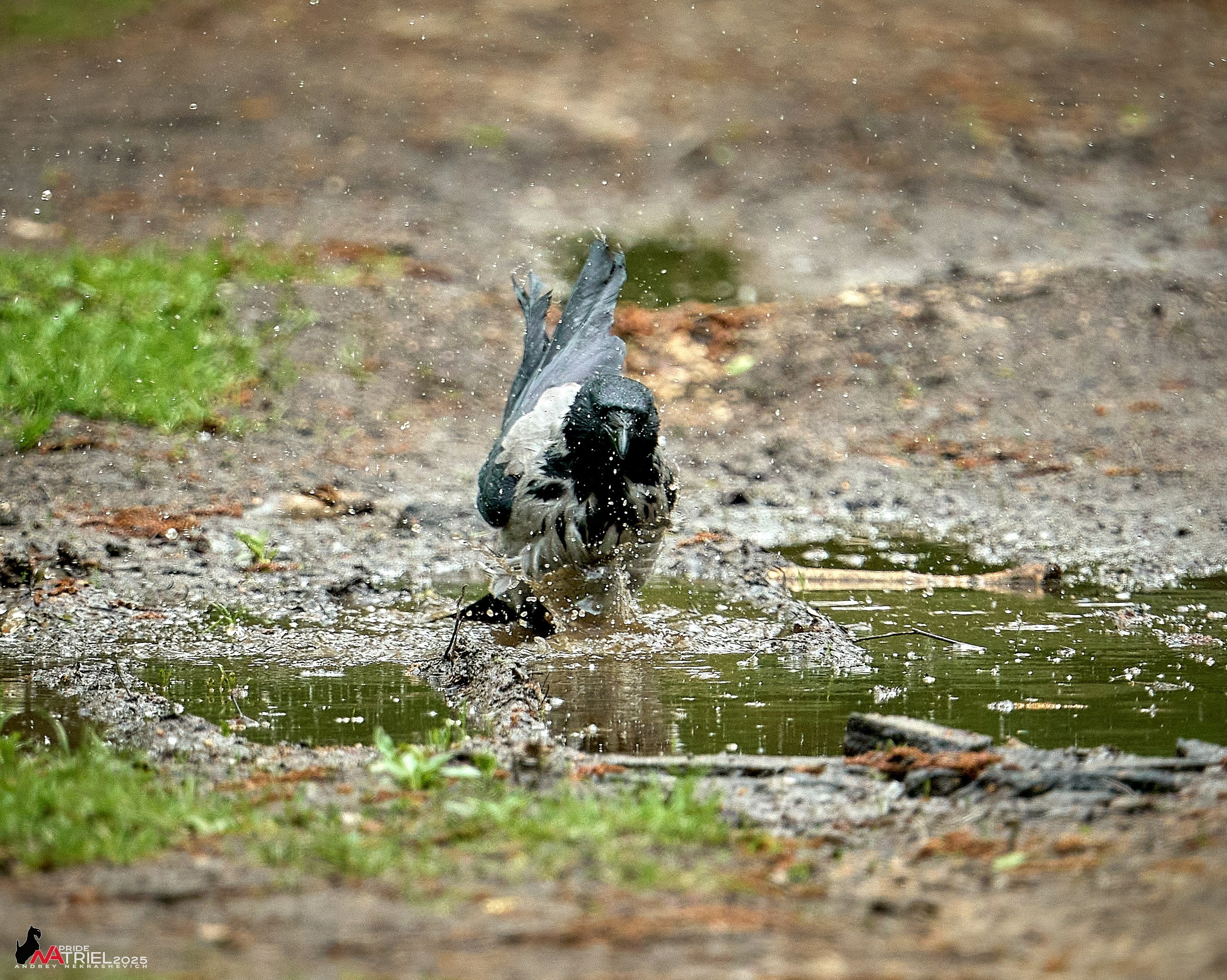 Съемка в майском лесу
