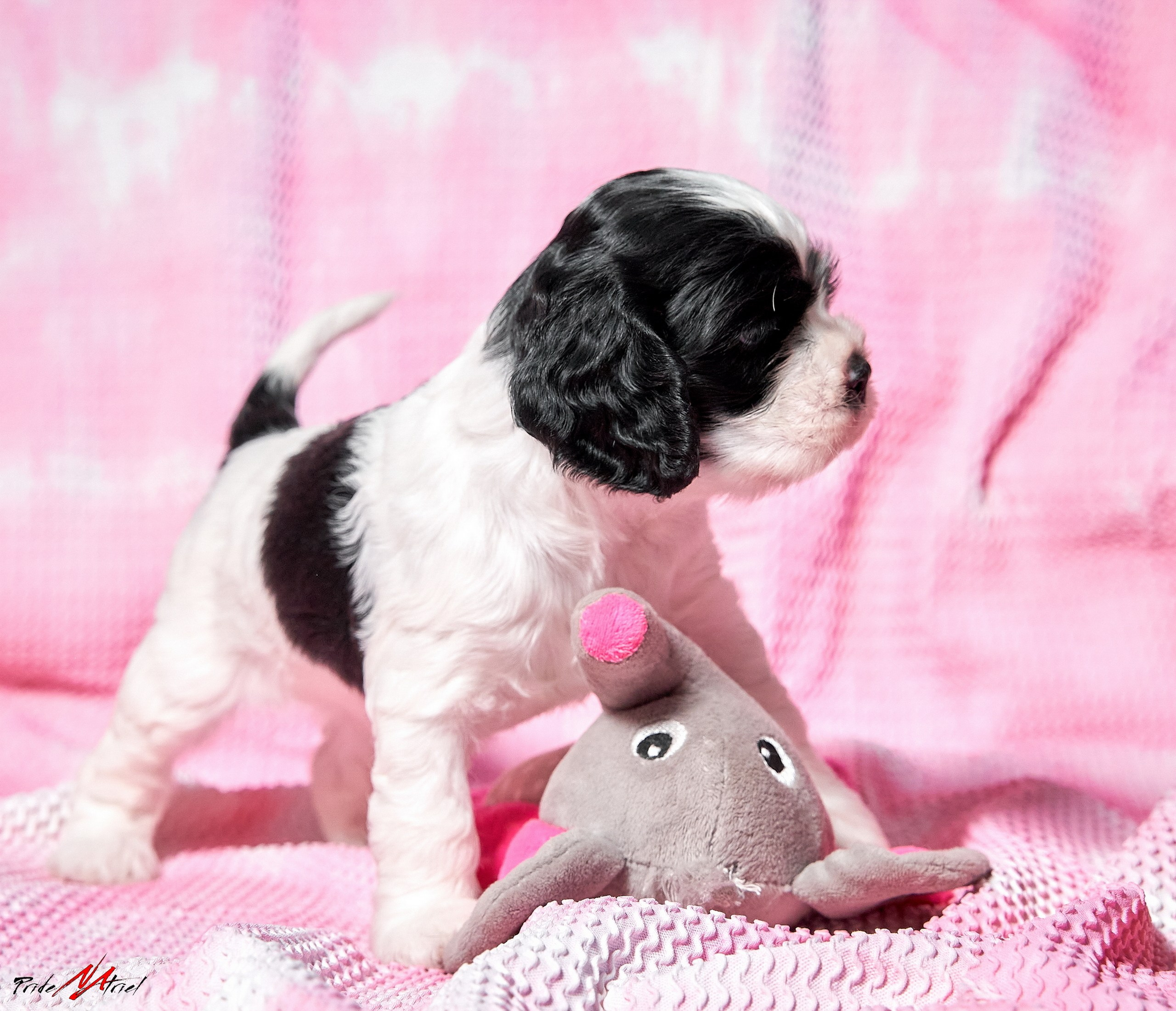 Щенки дома — галерея NATRIEL