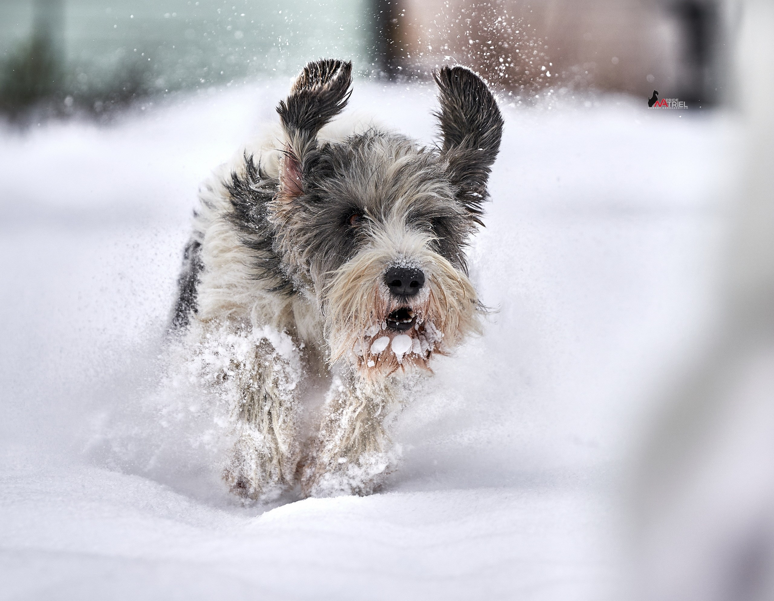Прогулка в движении — галерея NATRIEL