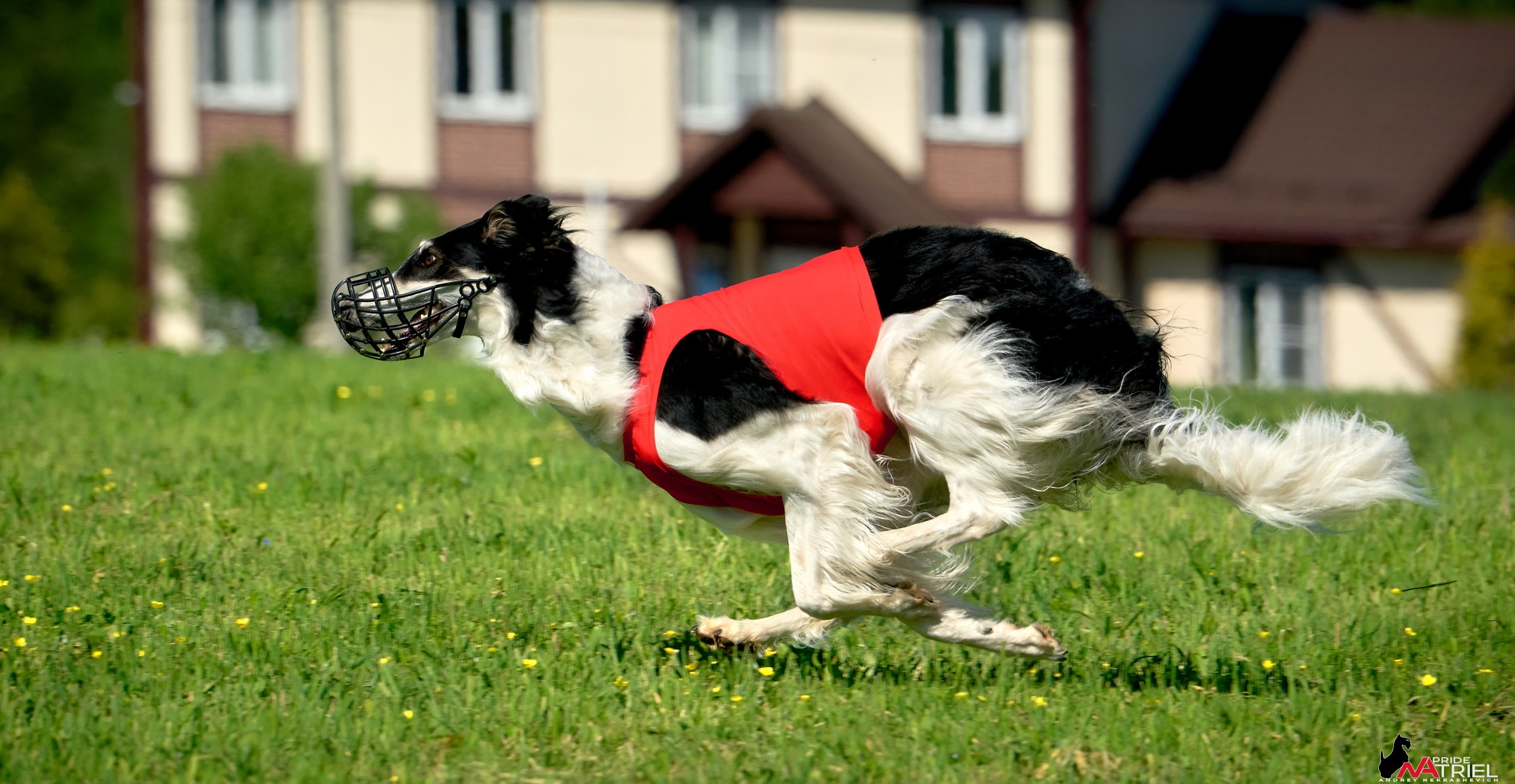 Съемка курсинг — галерея NATRIEL