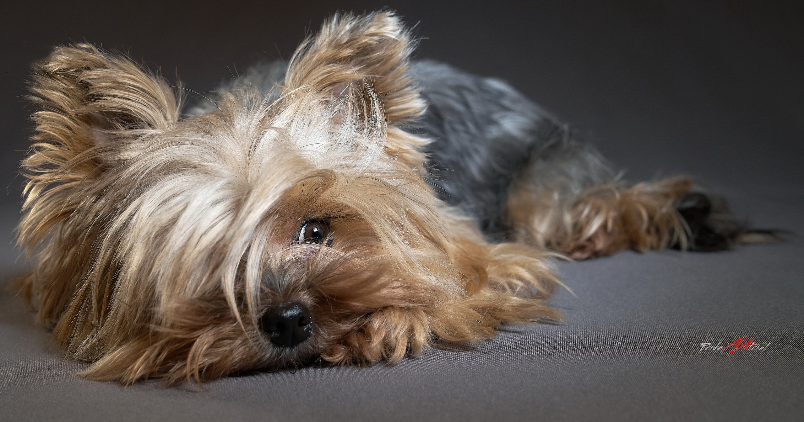 Йоркширский терьер Циля