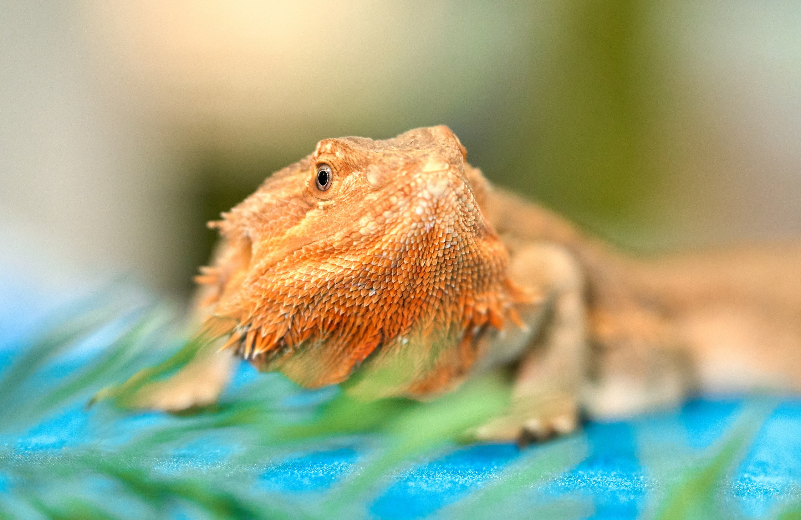 Рептилии — галерея NATRIEL